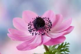 Vibrant Bloom Of Anemone Flower Background