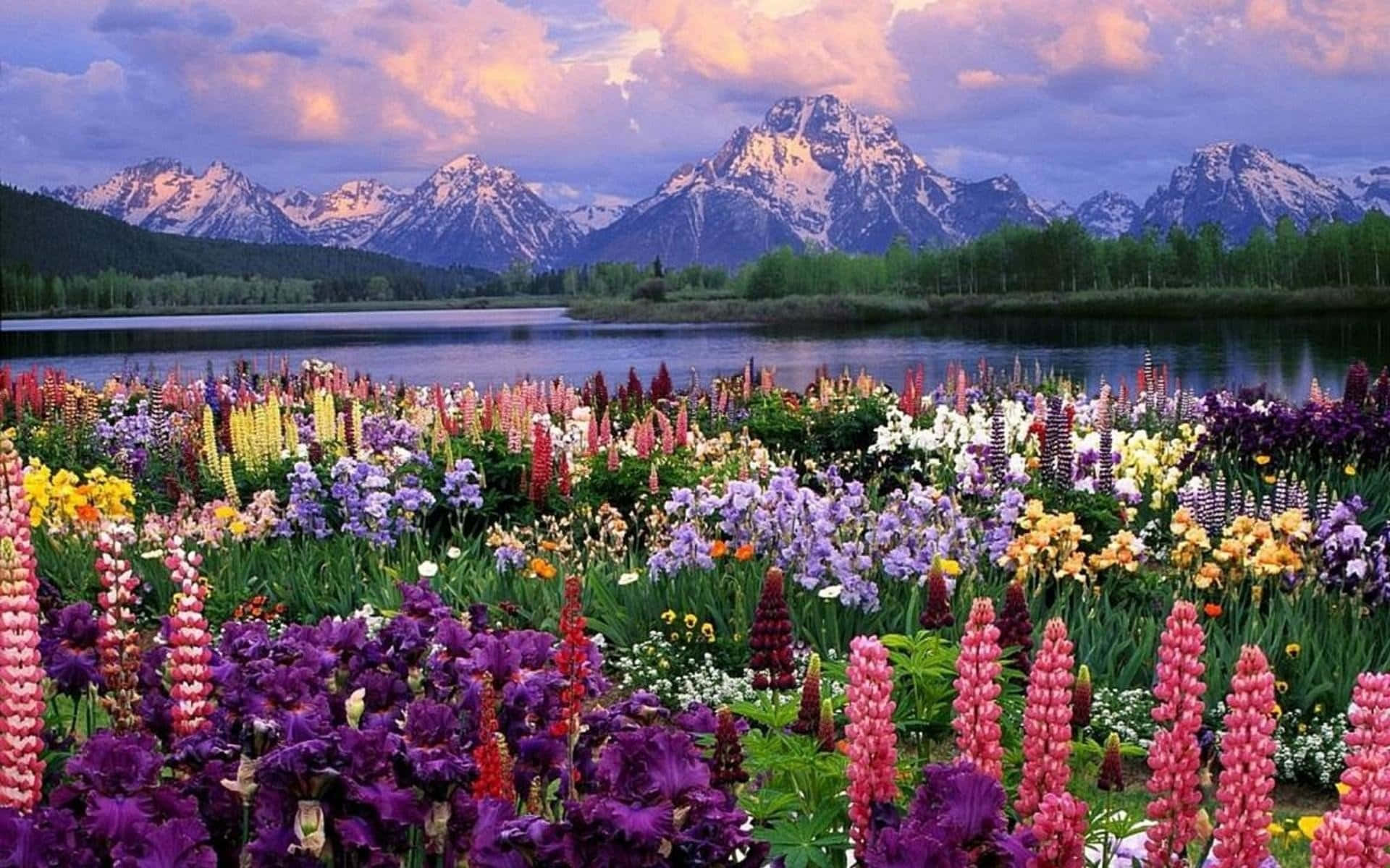 Vibrant Blossoms In Pristine Flower Garden Background