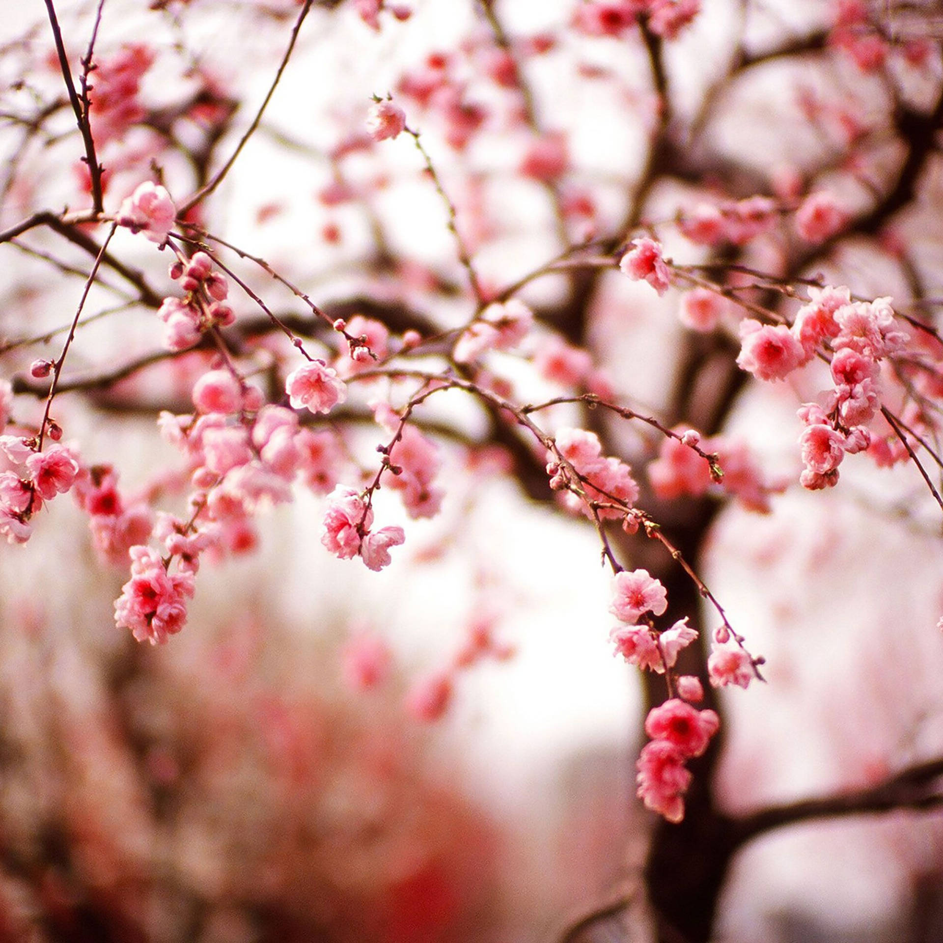 Vibrant Blossoms Spring Aesthetic