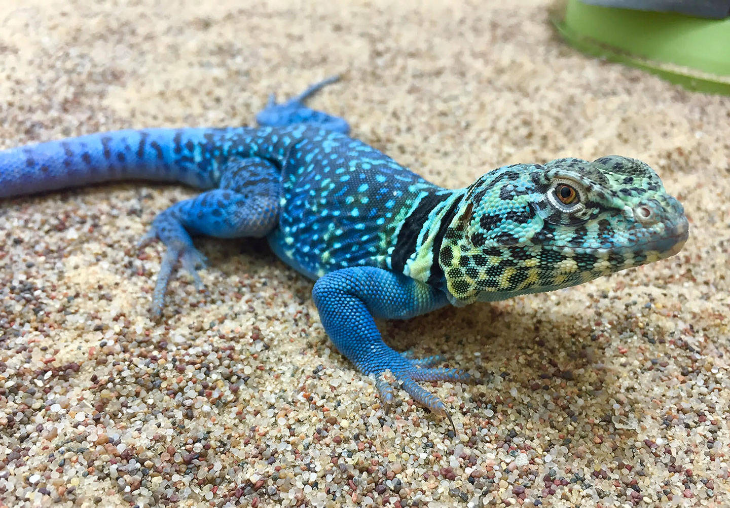 Vibrant Blue Eastern Collared Lizard In Its Natural Habitat Background