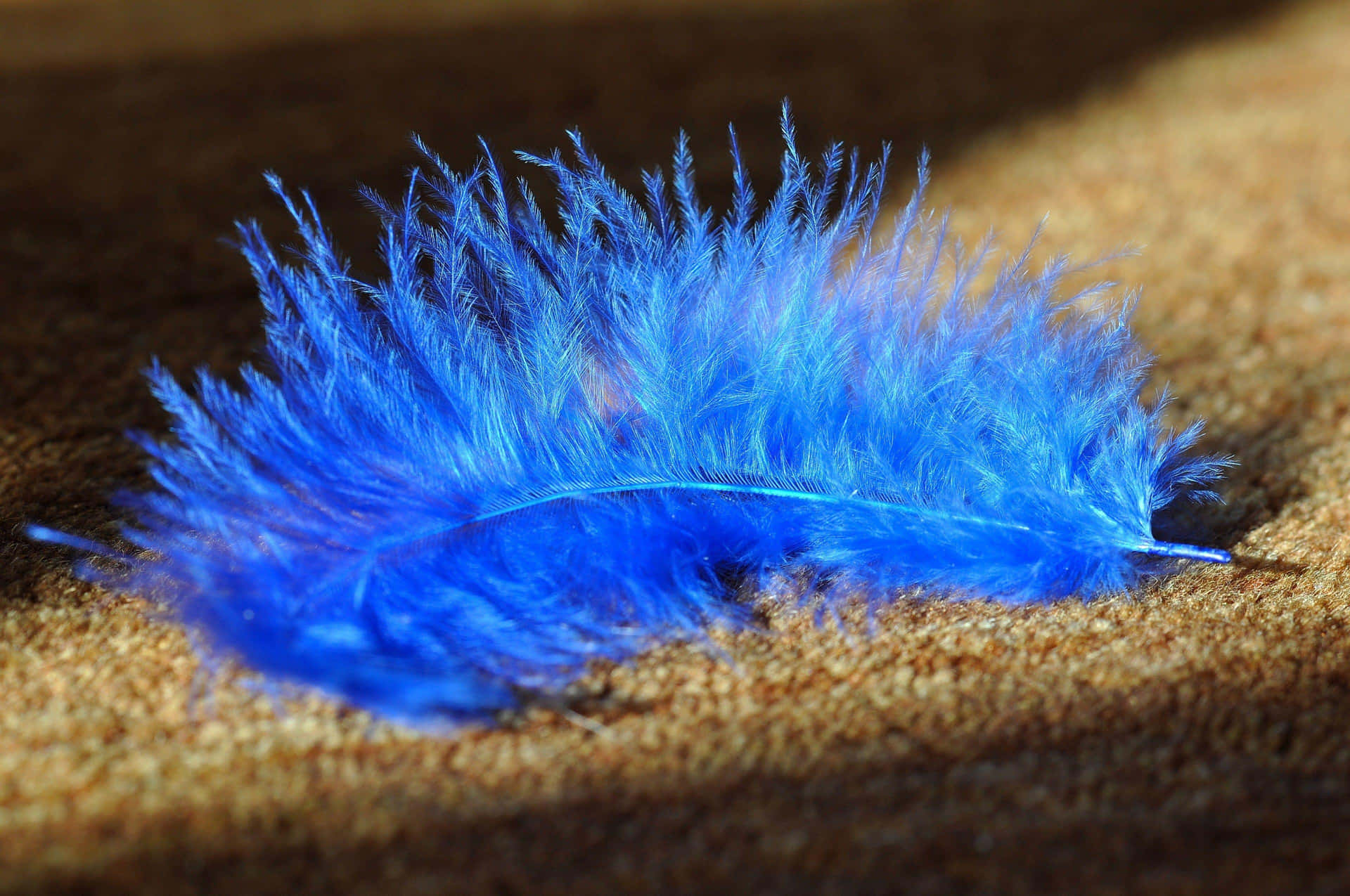 Vibrant Blue Featheron Textured Surface.jpg
