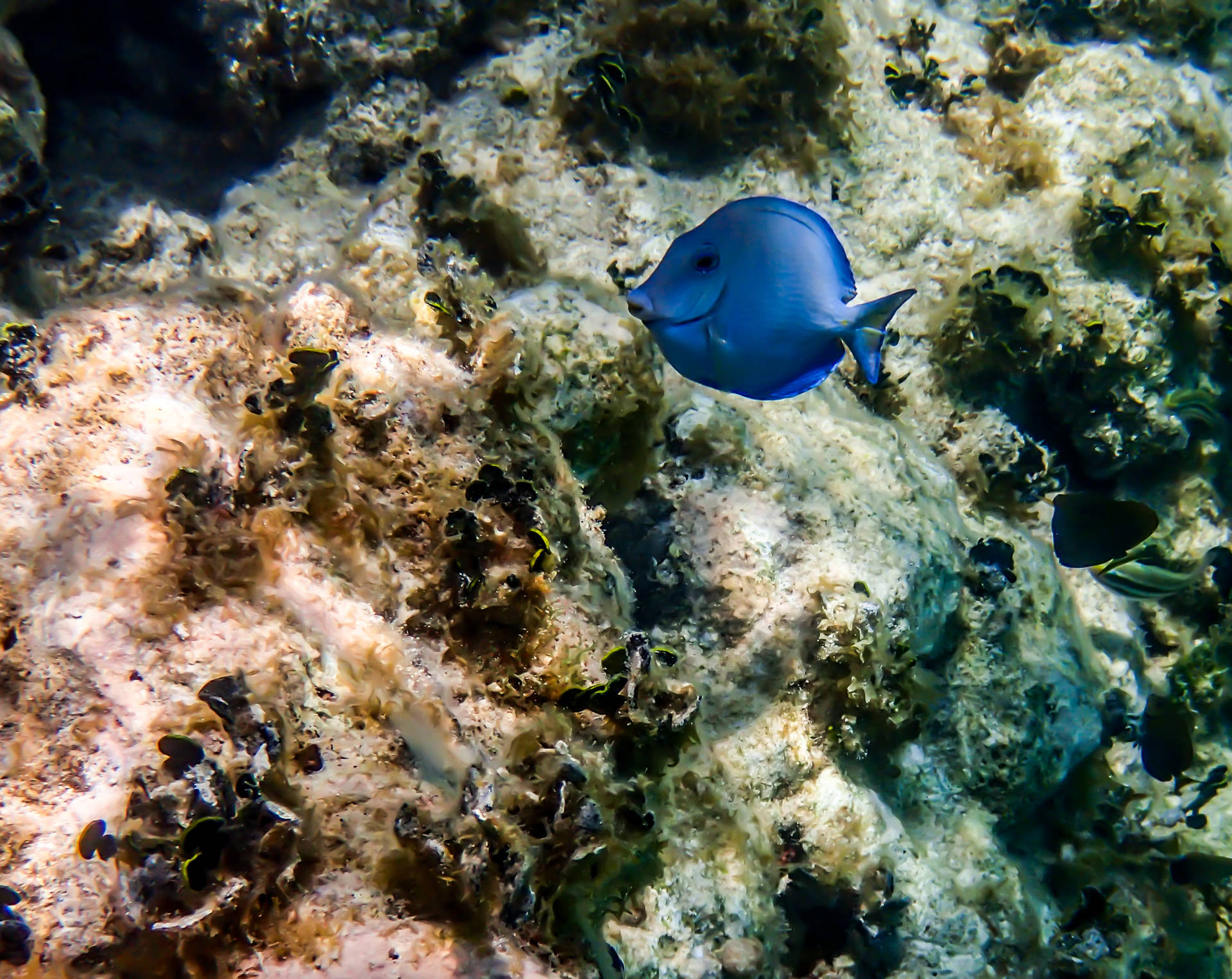 Vibrant Blue Fish In Antigua And Barbuda's Waters