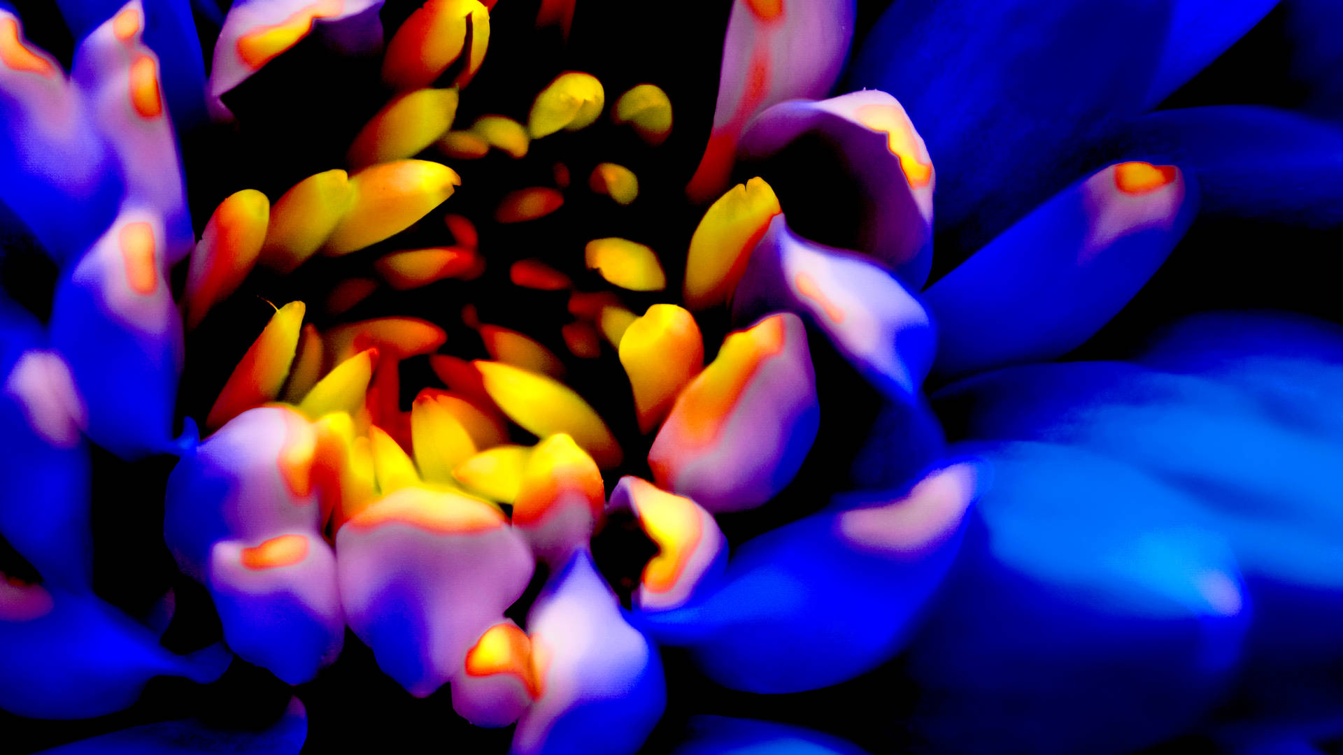 Vibrant_ Blue_ Flower_ Closeup_4 K_ U H D Background