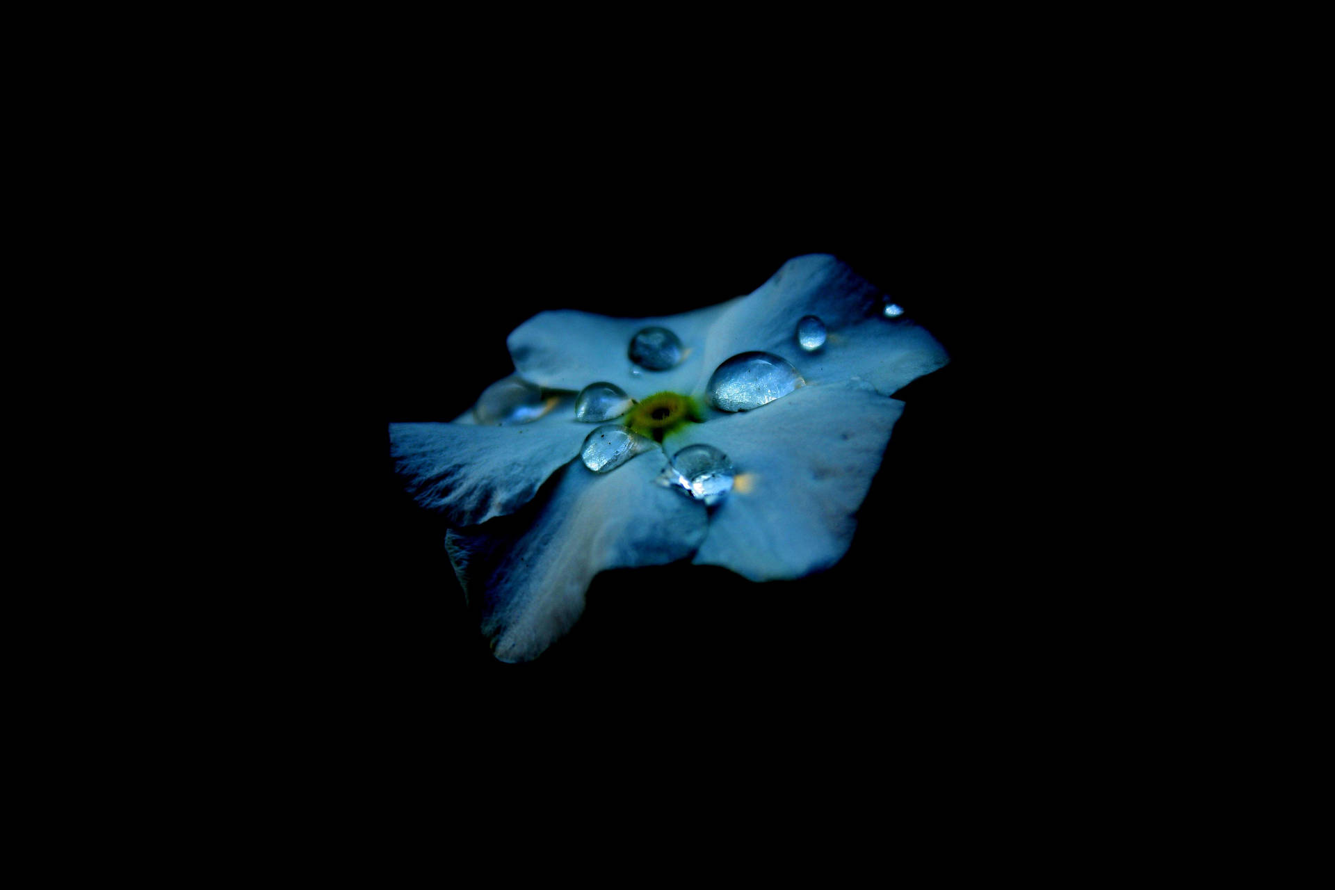 Vibrant Blue Flower Under Raindrops Displayed On Best Oled Screen Background