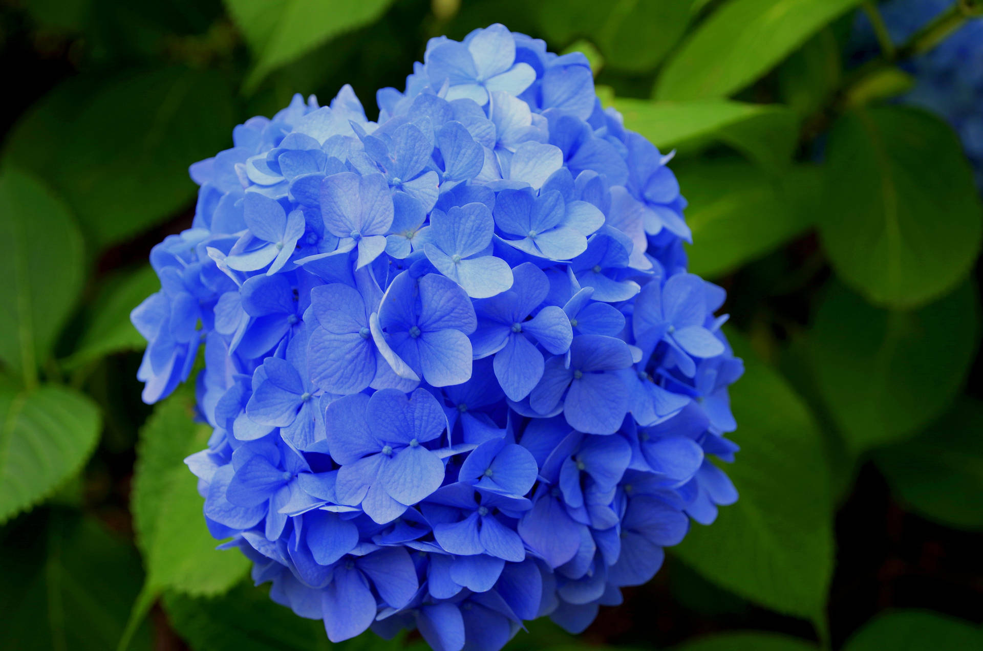 Vibrant Blue Hydrangea Flower Background