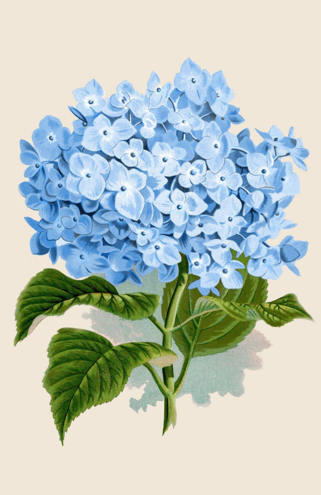 Vibrant Blue Hydrangea Illustration