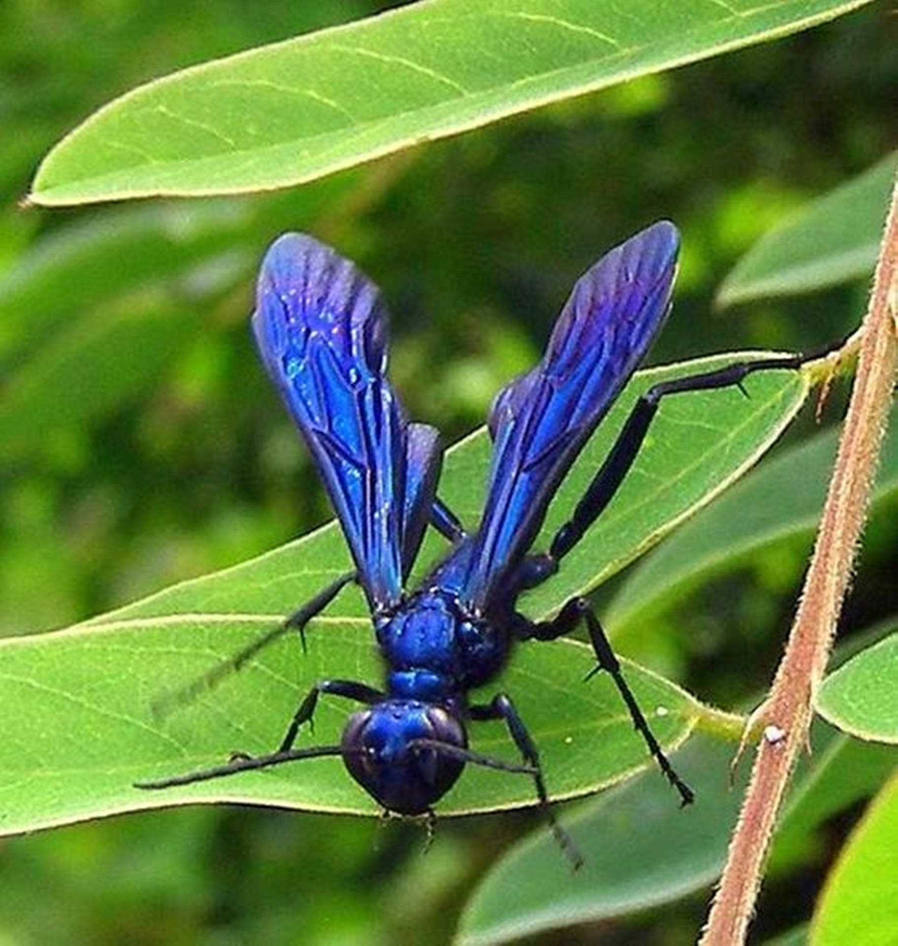 Vibrant Blue Mud Dauber Wasp Isolated On Lush Green Leaves