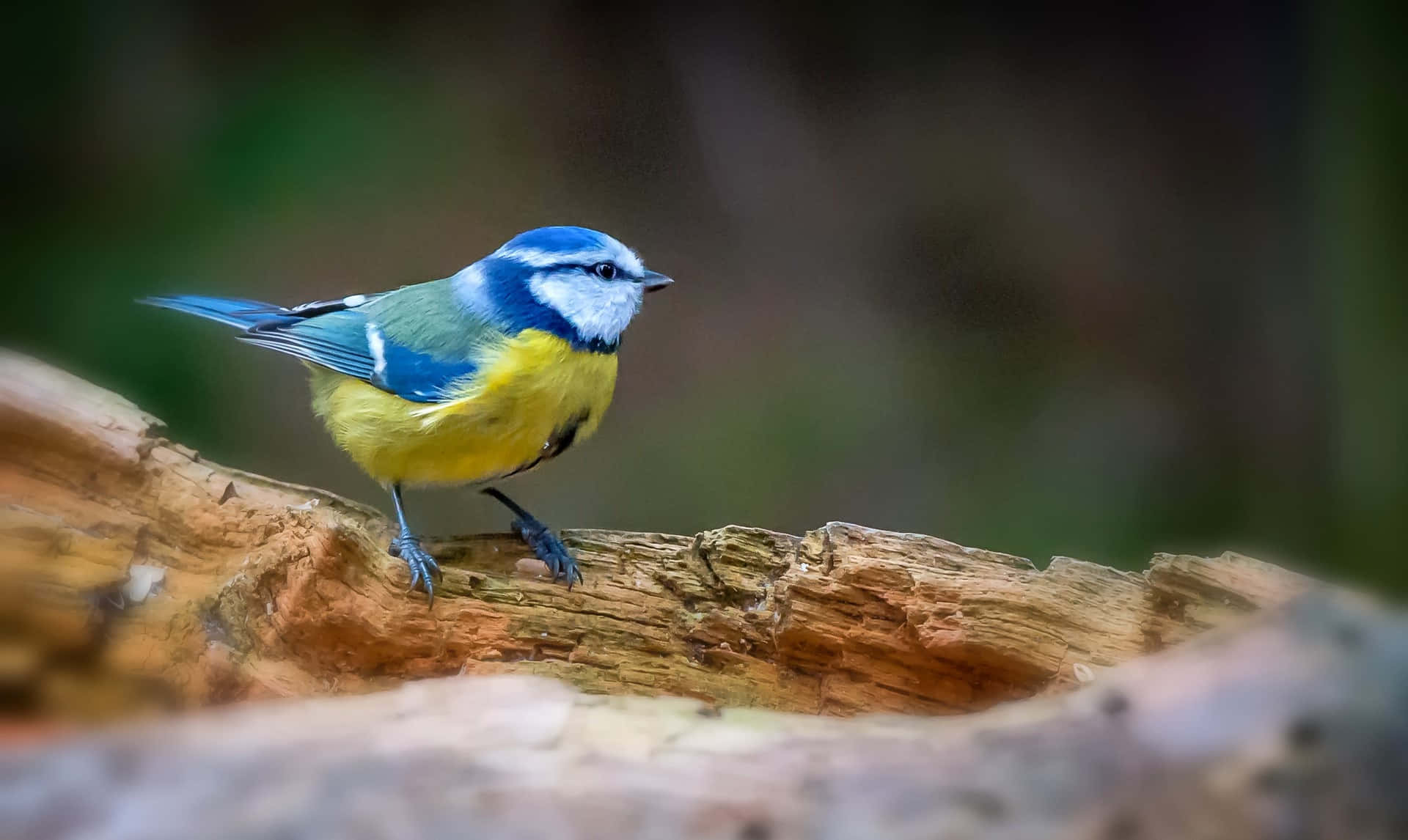 Vibrant Blue Tit On Branch.jpg