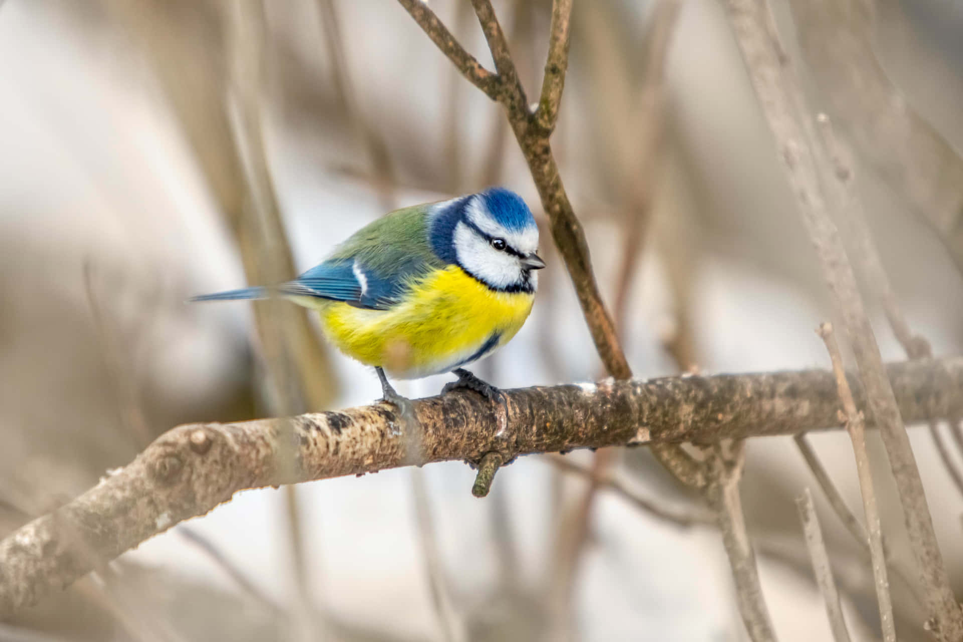 Vibrant Blue Tit Perched