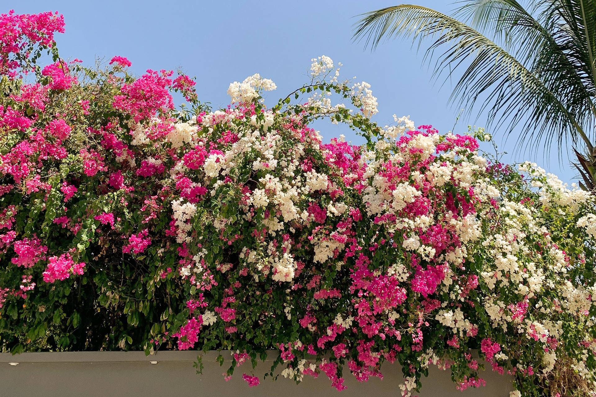Vibrant Bougainvillea Blooms Against Clear Sky Background