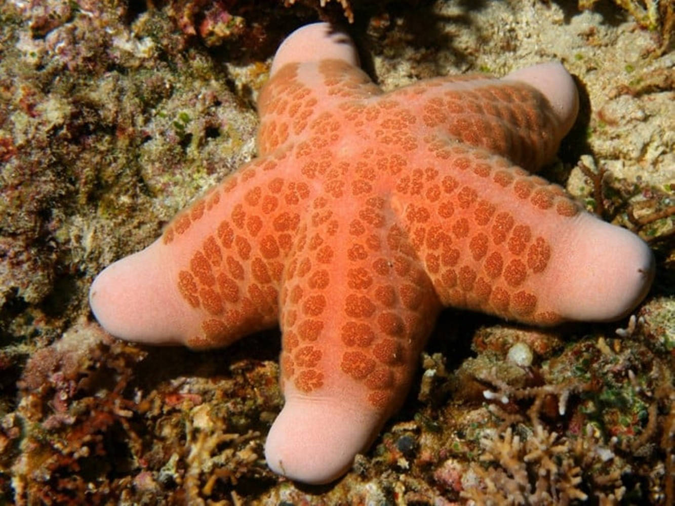 Vibrant Brown Starfish Emanating Beauty In Its Natural Habitat Background