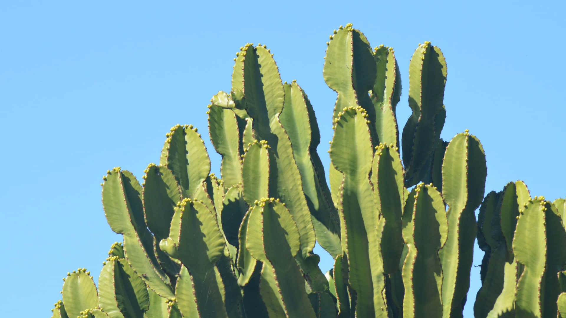 Vibrant Cactus Against Blue Sky Background