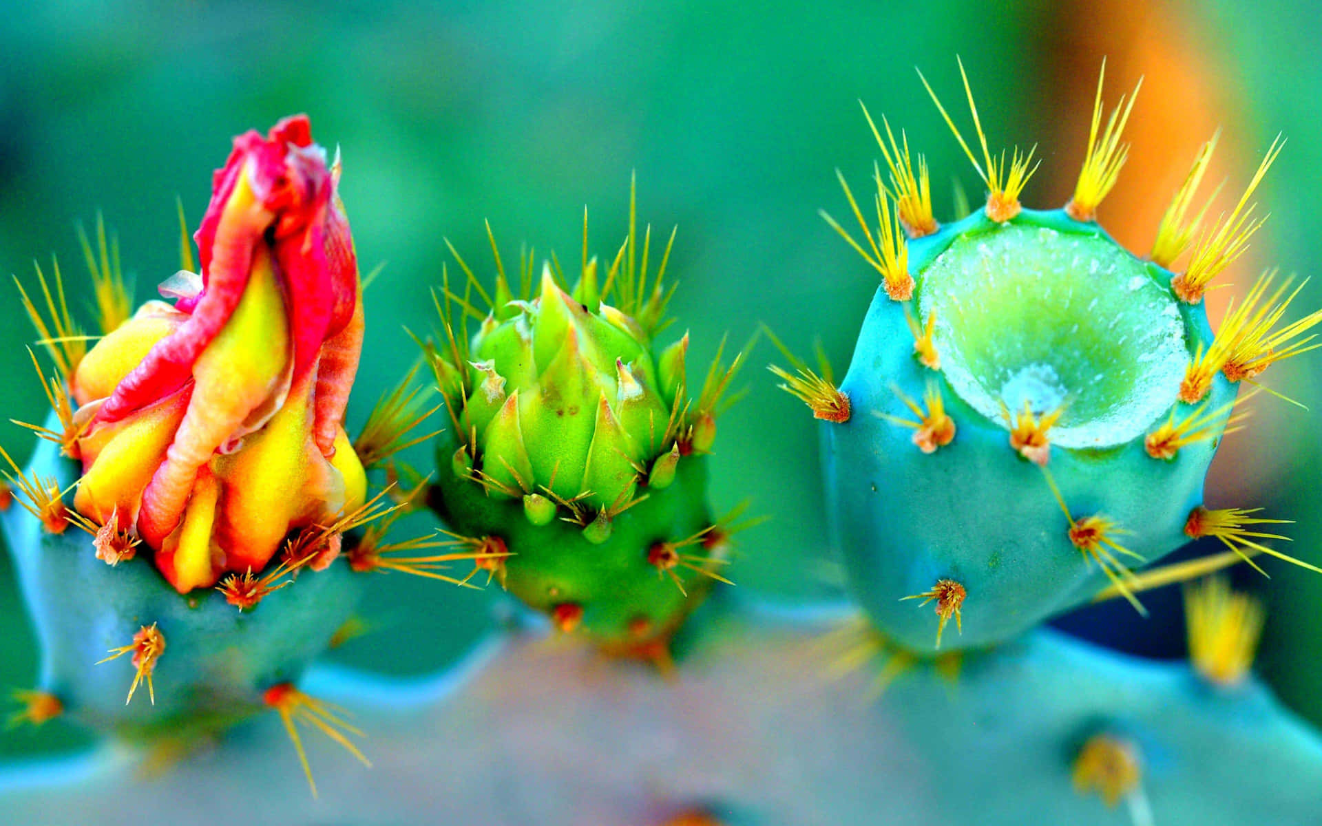 Vibrant Cactus Blooms Background