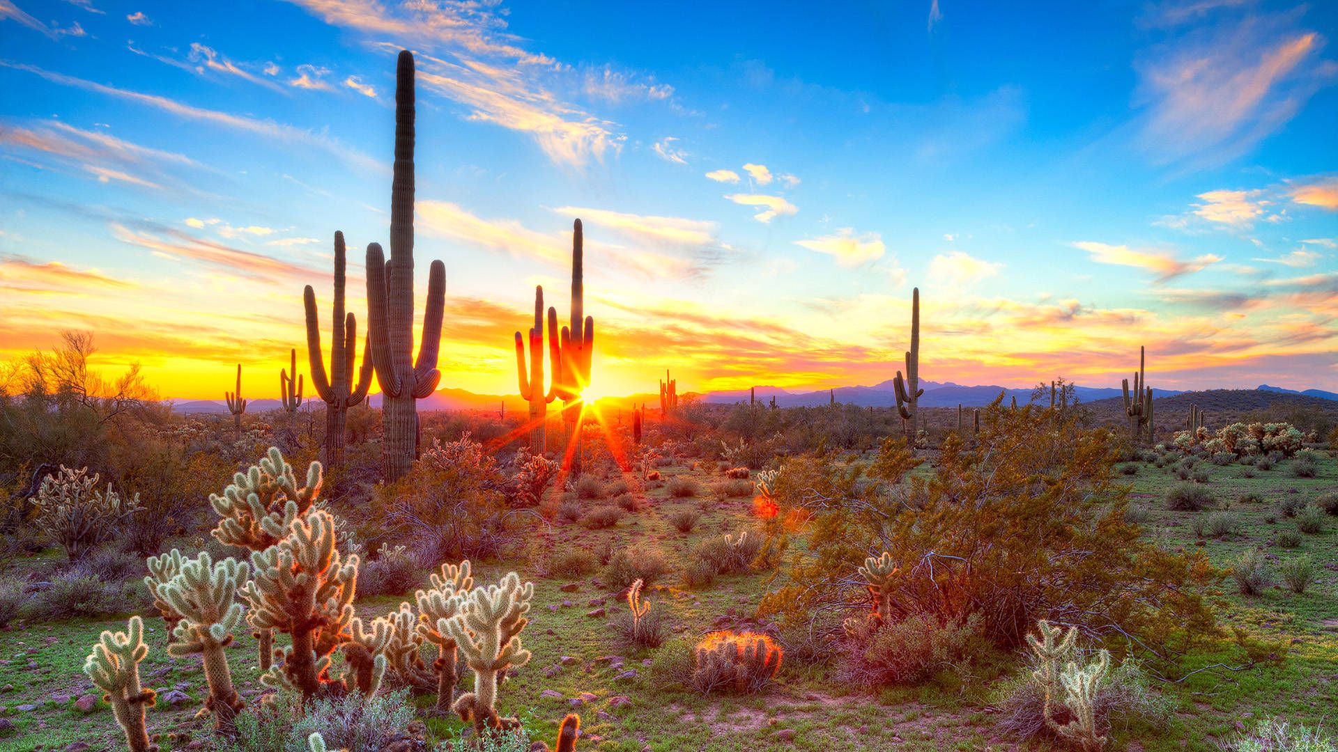 Vibrant Cactus Garden Arizona Desert Background
