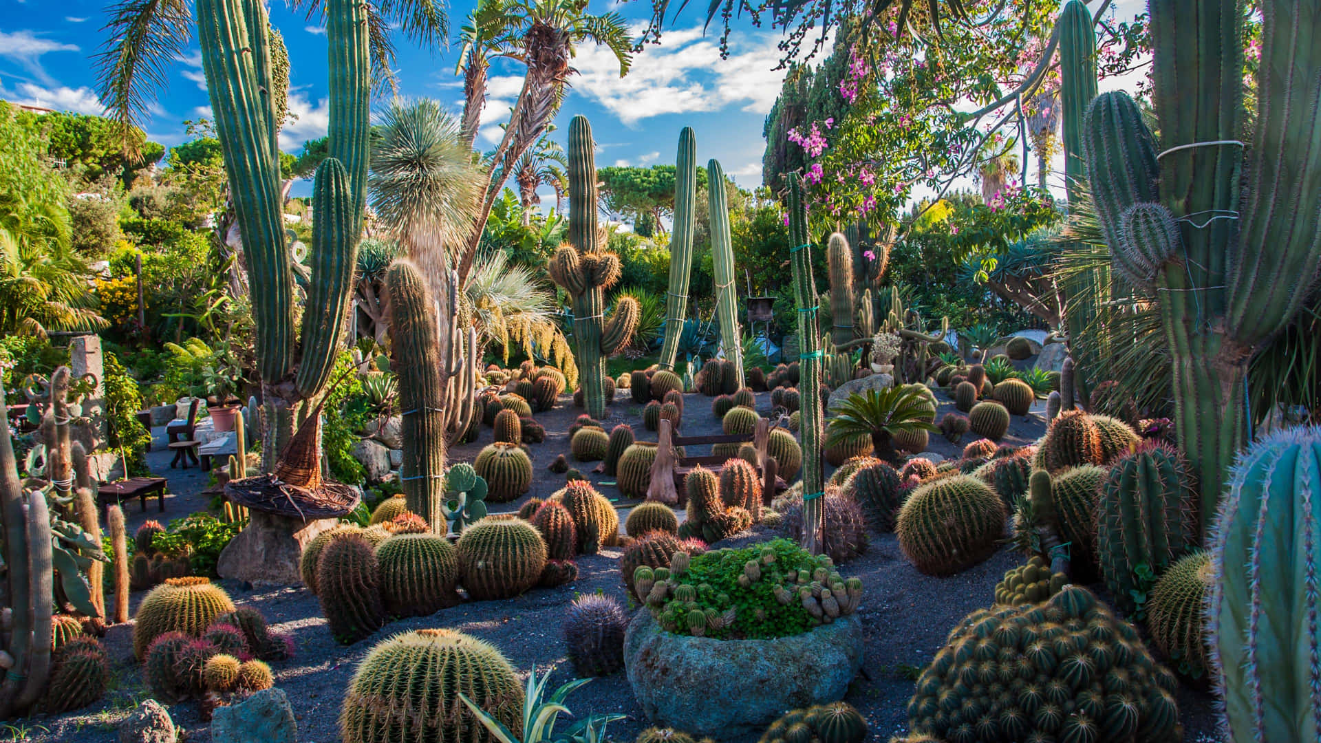Vibrant Cactus Garden Sunset Background
