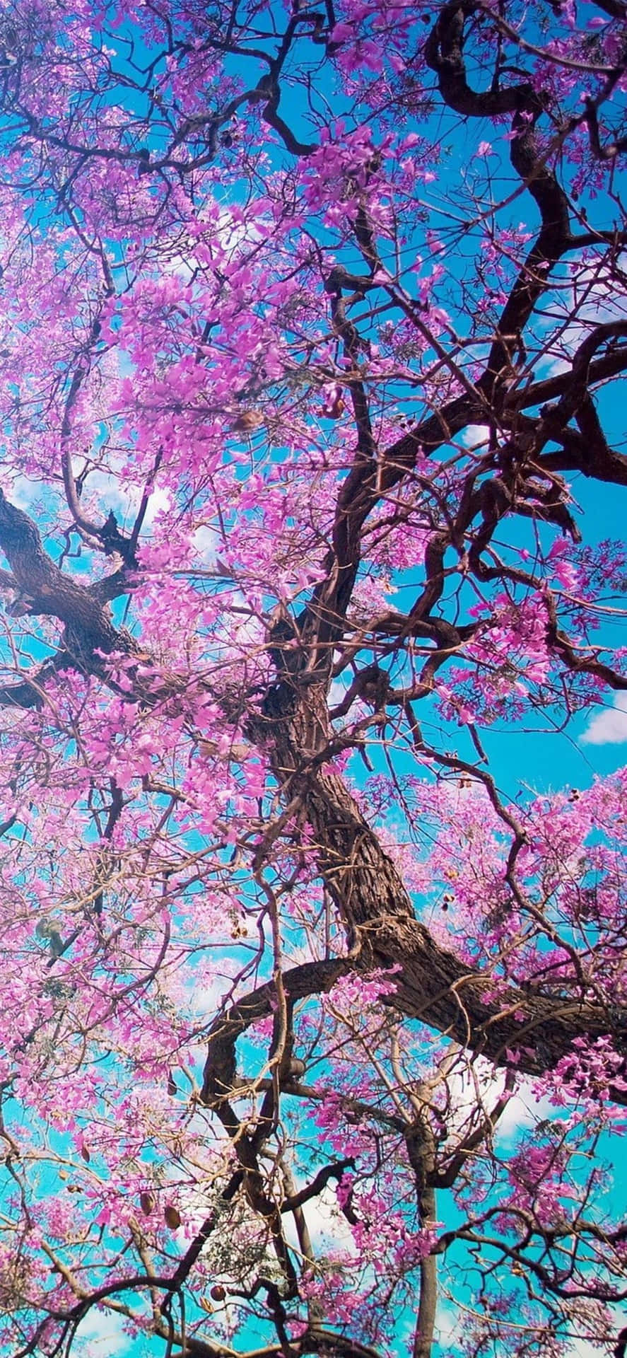 Vibrant Cherry Blossom Canopy.jpg Background