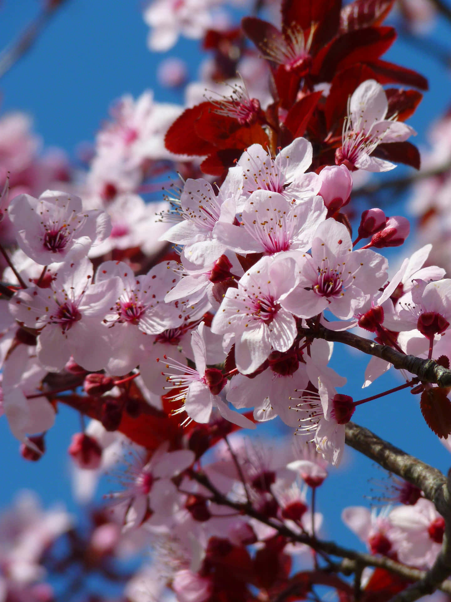 Vibrant_ Cherry_ Blossoms_ Against_ Blue_ Sky.jpg Background