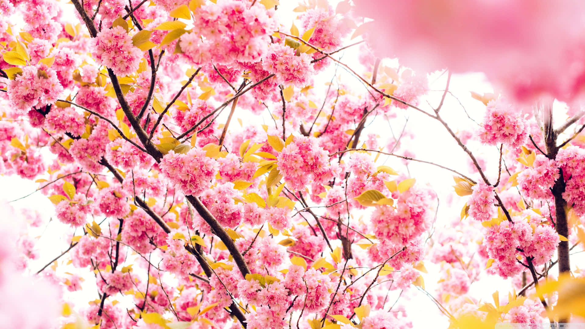 Vibrant Cherry Blossoms Backdrop Background