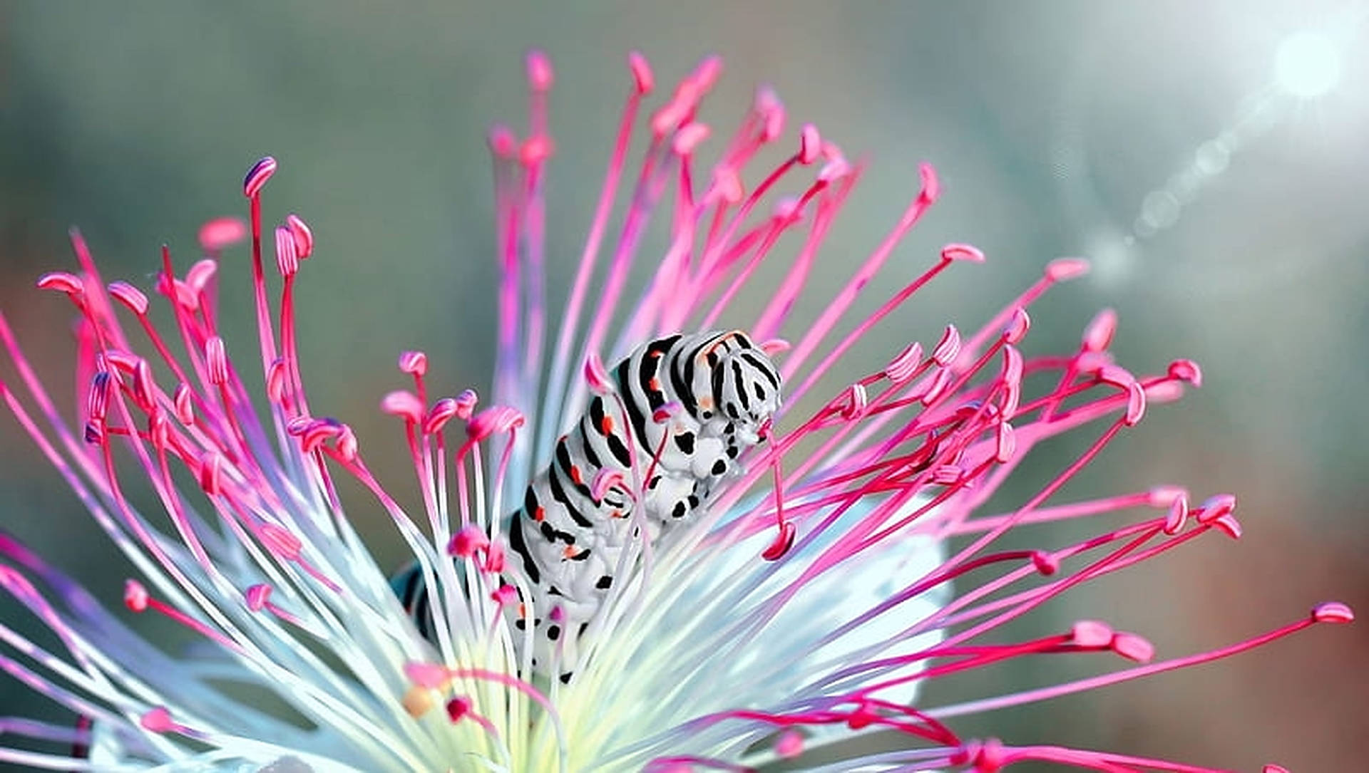 Vibrant Close-up Of A Caterpillar Insect On A Pink Stamen