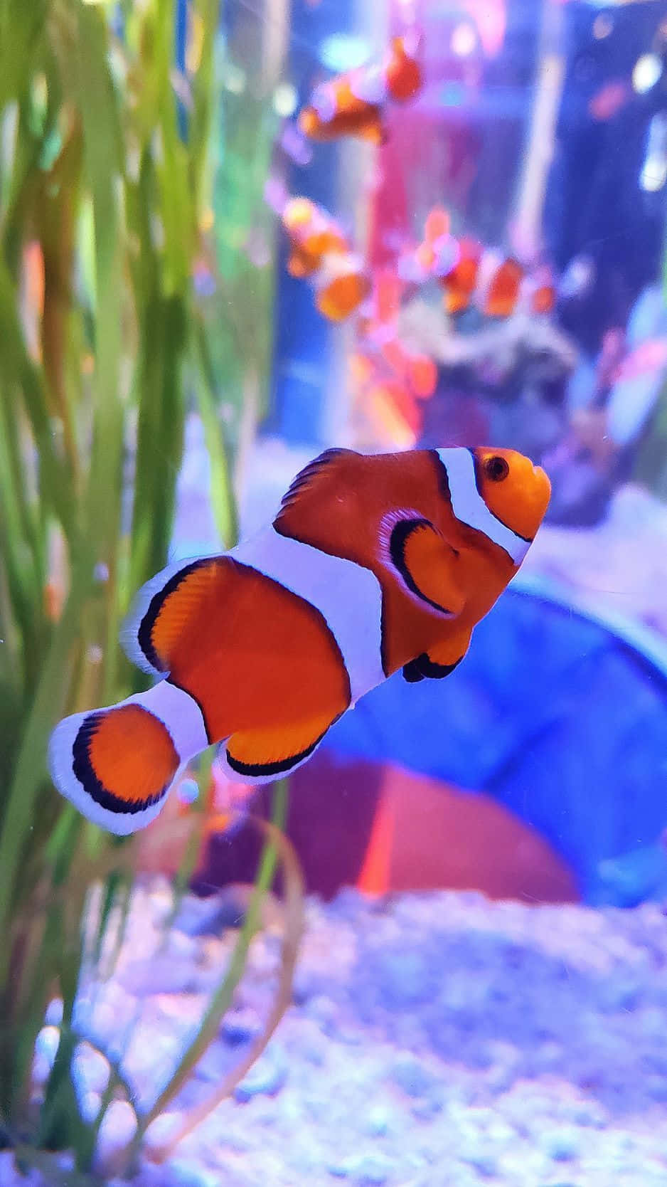 Vibrant Clown Fish Wallpaper For Iphone Background