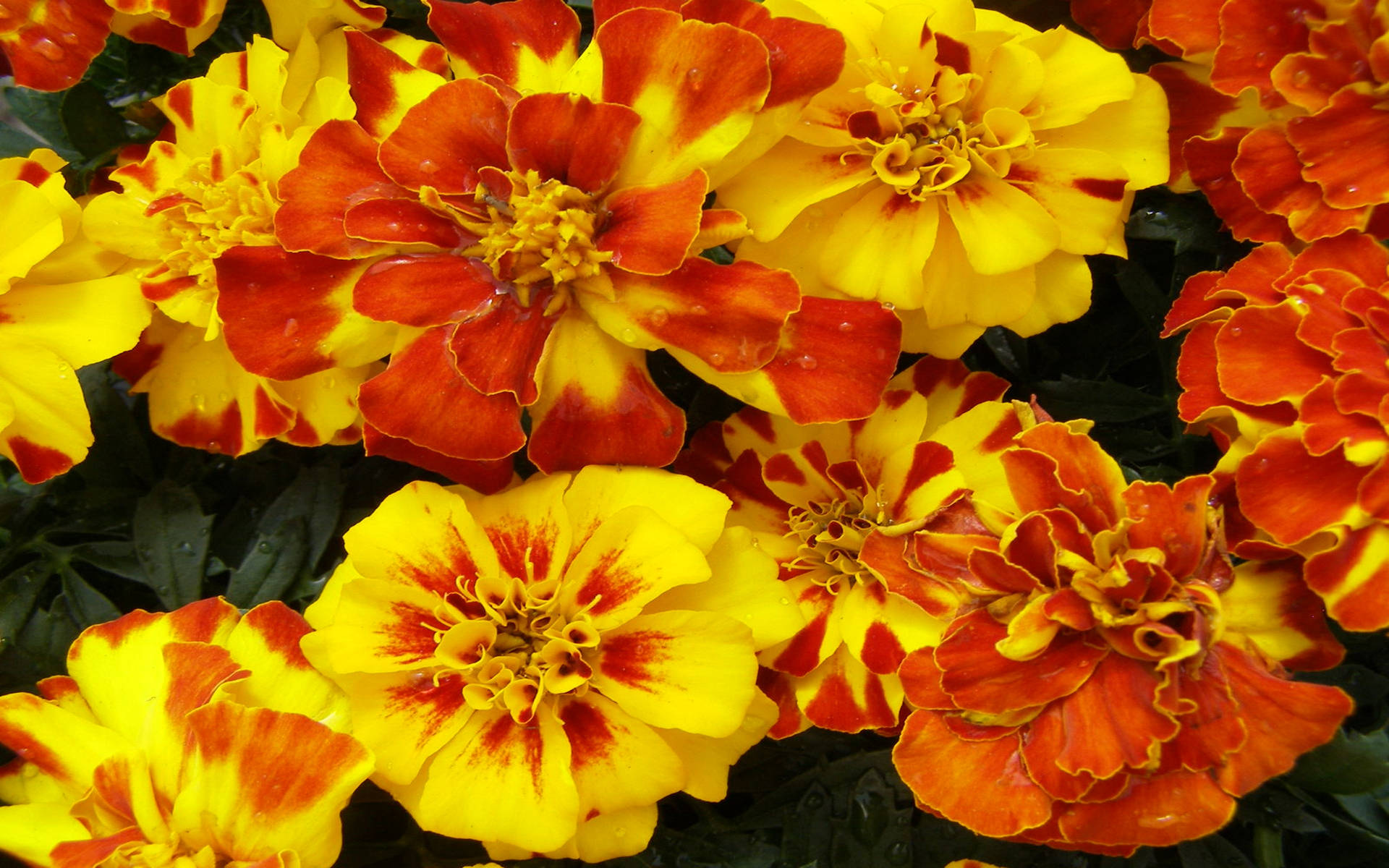 Vibrant Cluster Of Marigold Flowers Background