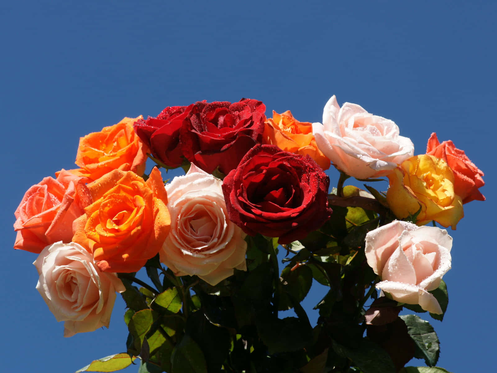 Vibrant Colorful Rose Bouquet Background