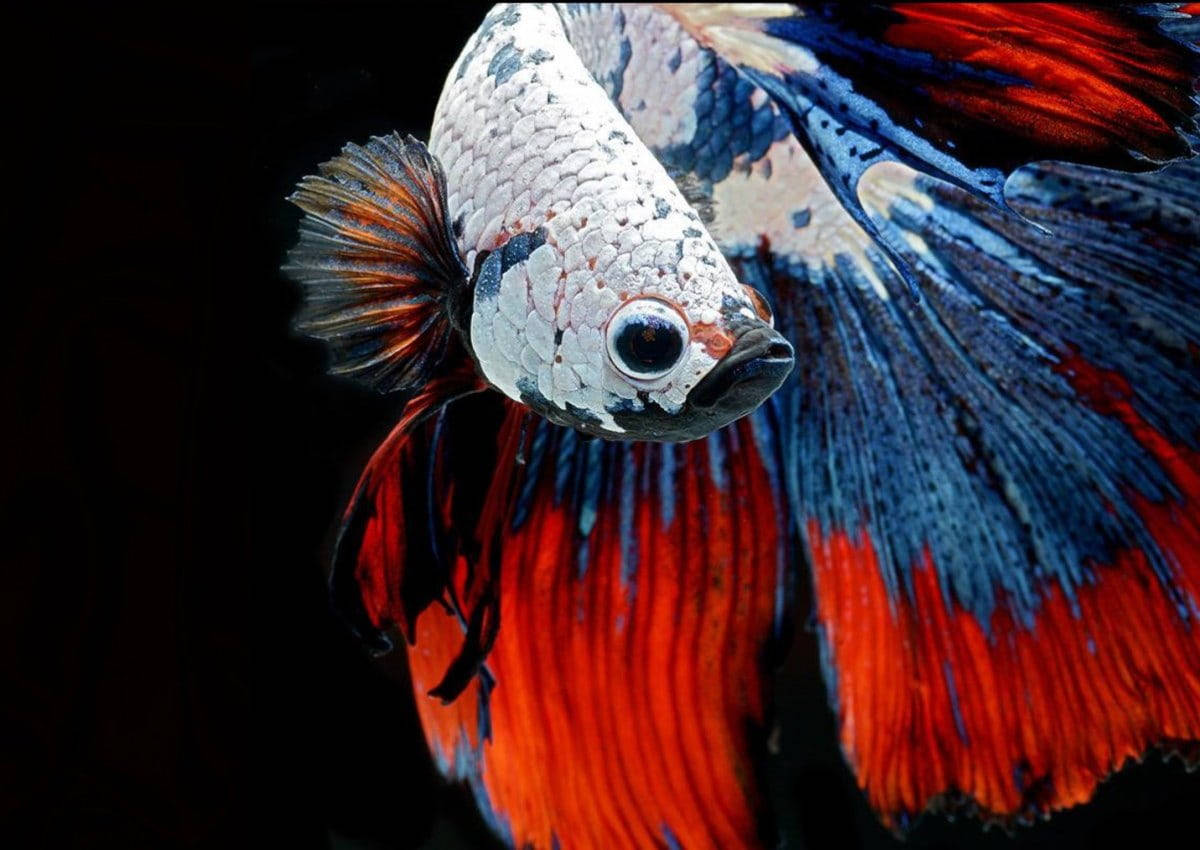 Vibrant Colors Beautiful Fish Background