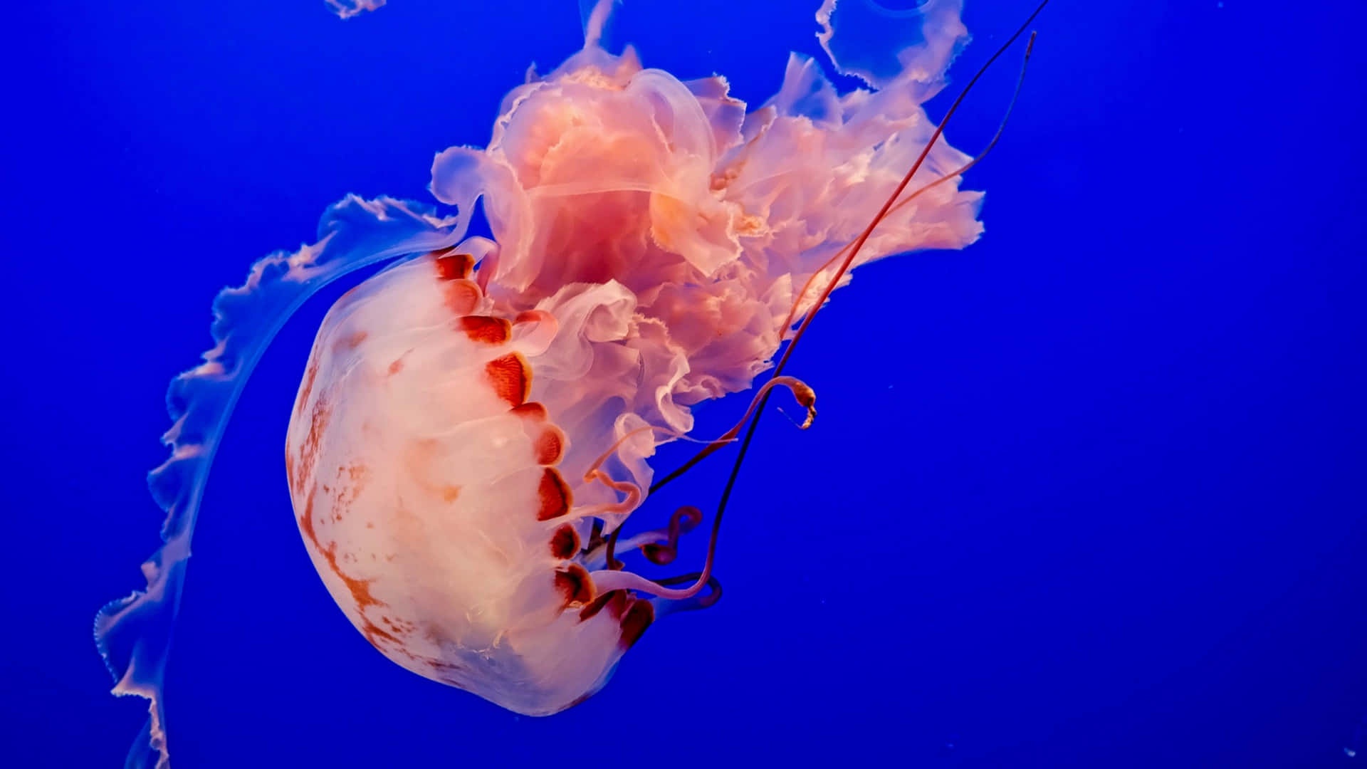 Vibrant Colours Of 4k Jellyfish Bring Life To The Sea