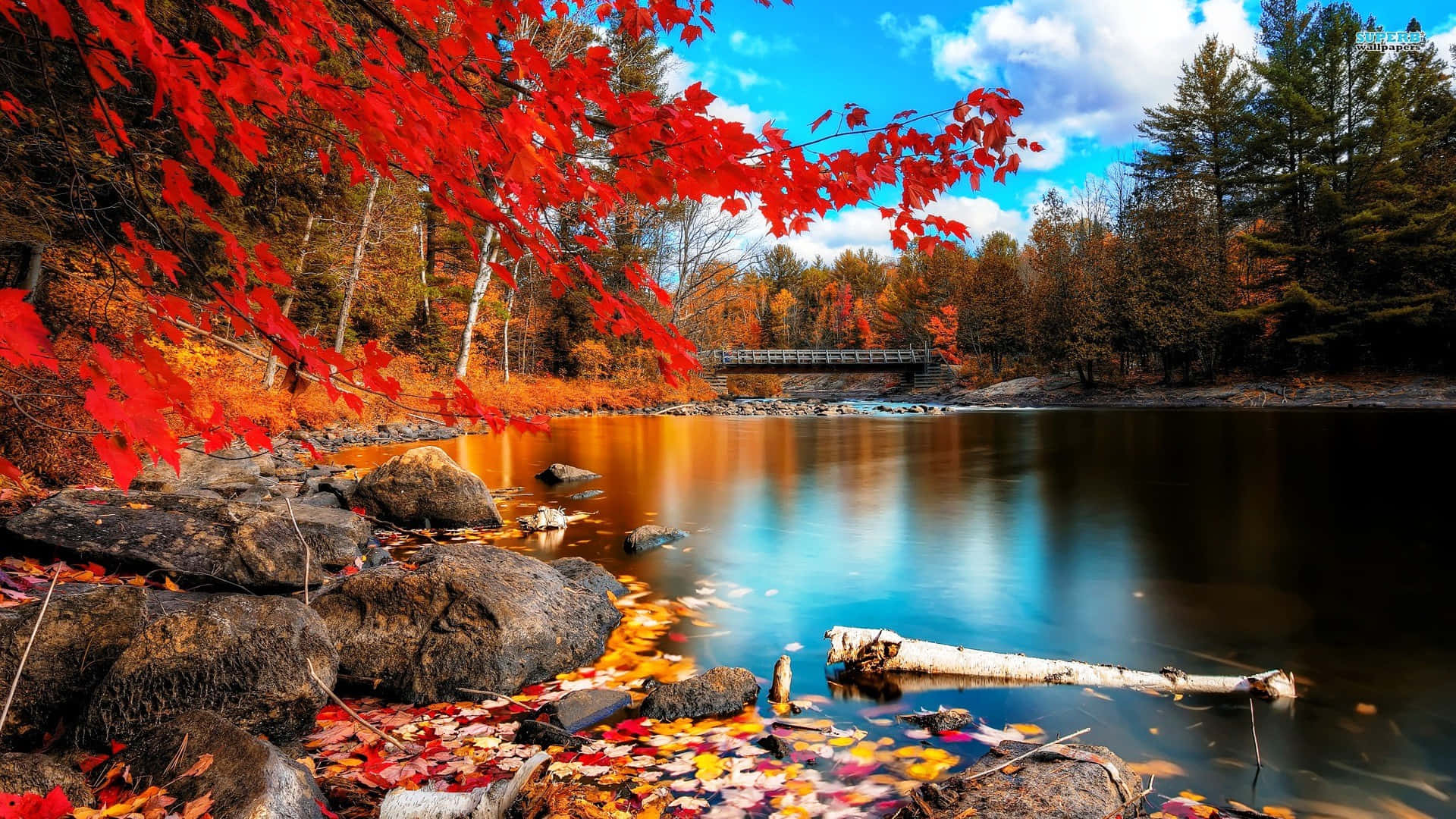 Vibrant Colours Of Autumn Background