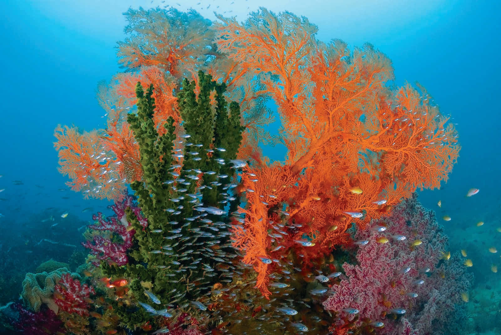 Vibrant Coral Reef Ecosystem.jpg Background