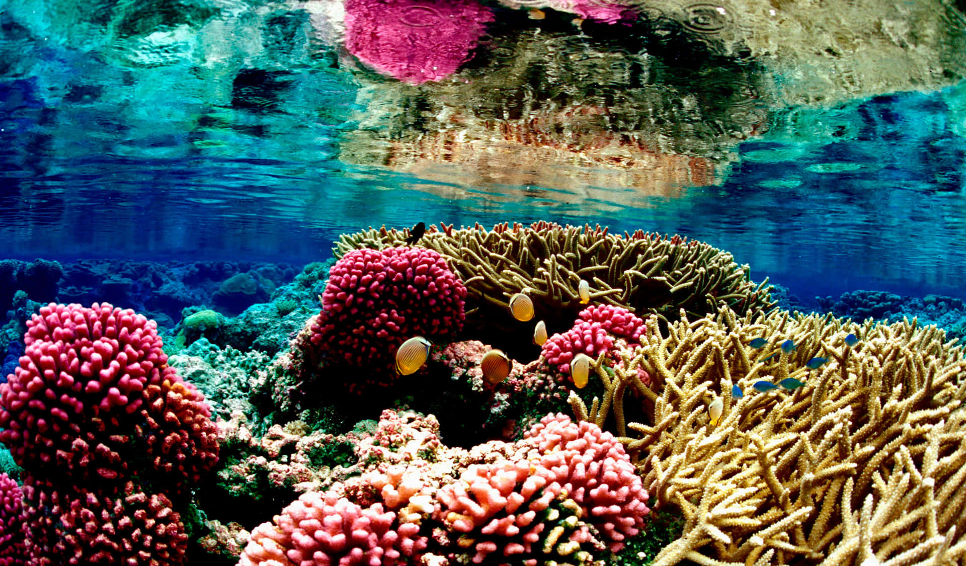 Vibrant Coral Reef Great Barrier Reef