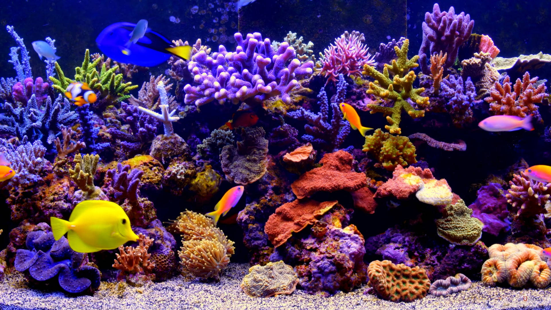 Vibrant Coral Reef In Aquarium