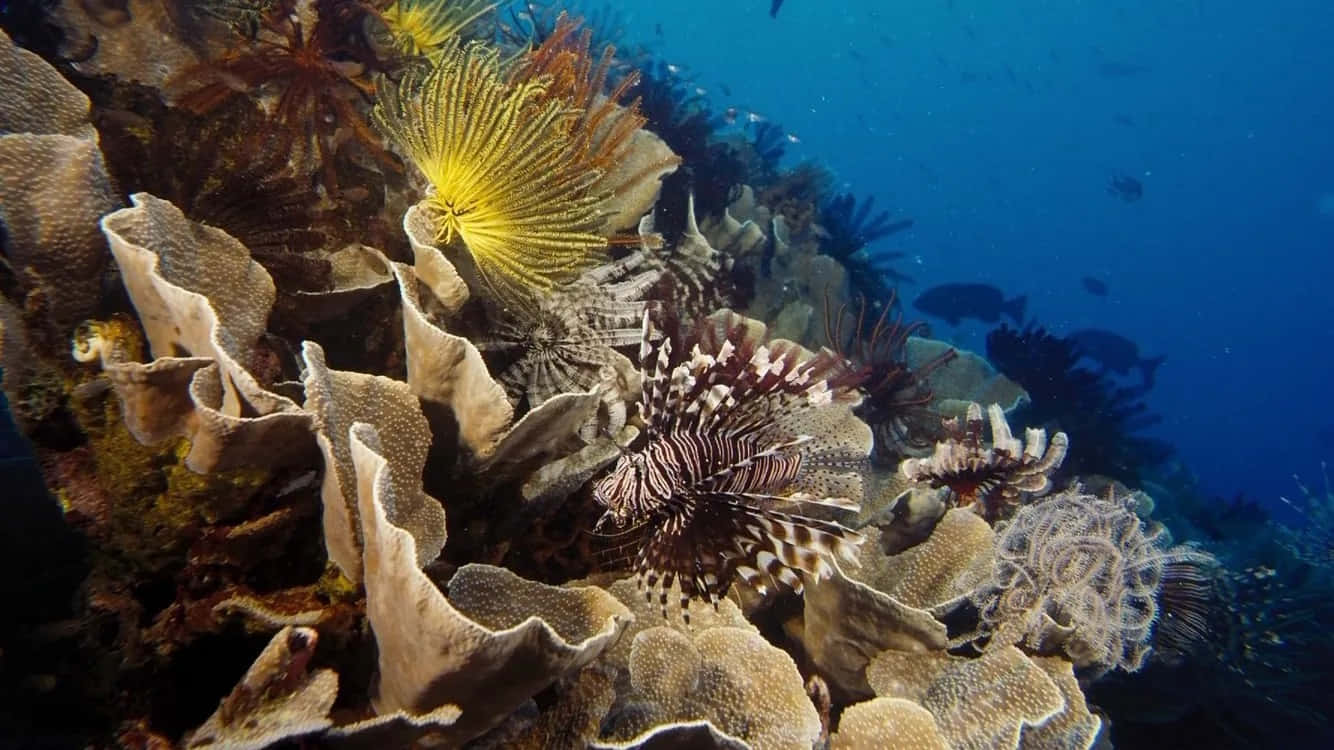 Vibrant_ Coral_ Reef_ Scene Background