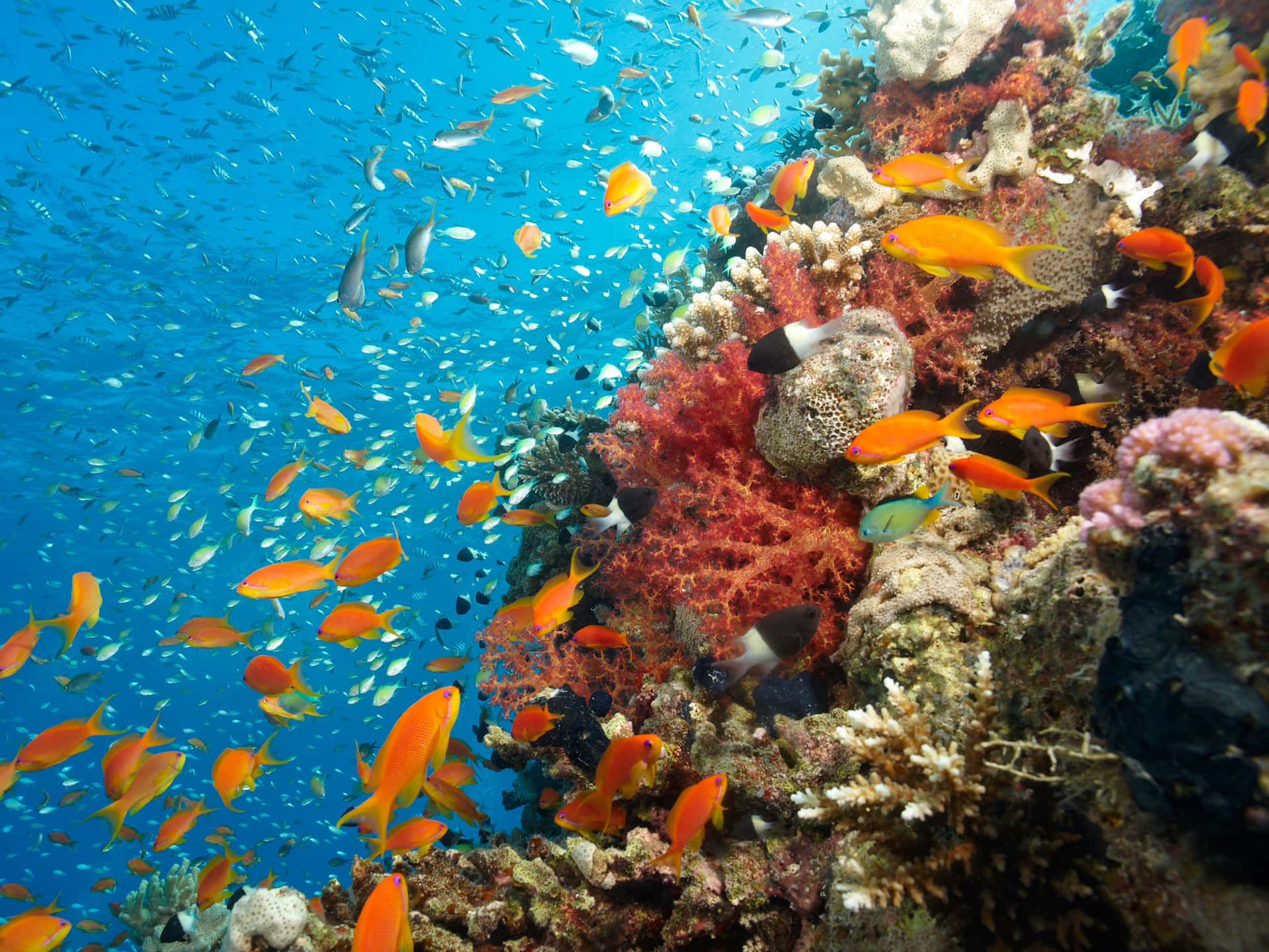Vibrant_ Coral_ Reef_with_ Fish_ School.jpg Background