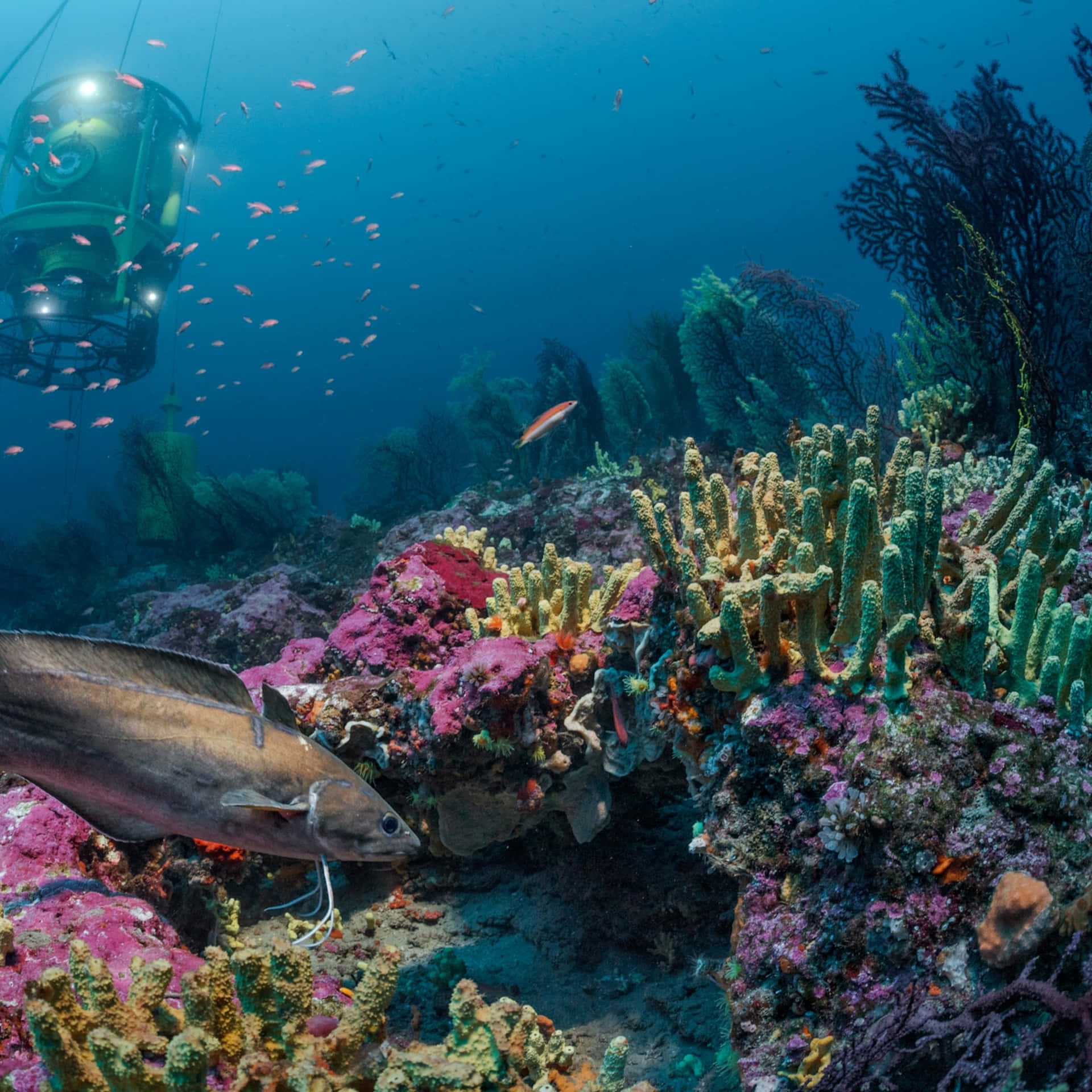 Vibrant_ Coral_ Reef_with_ Marine_ Life Background