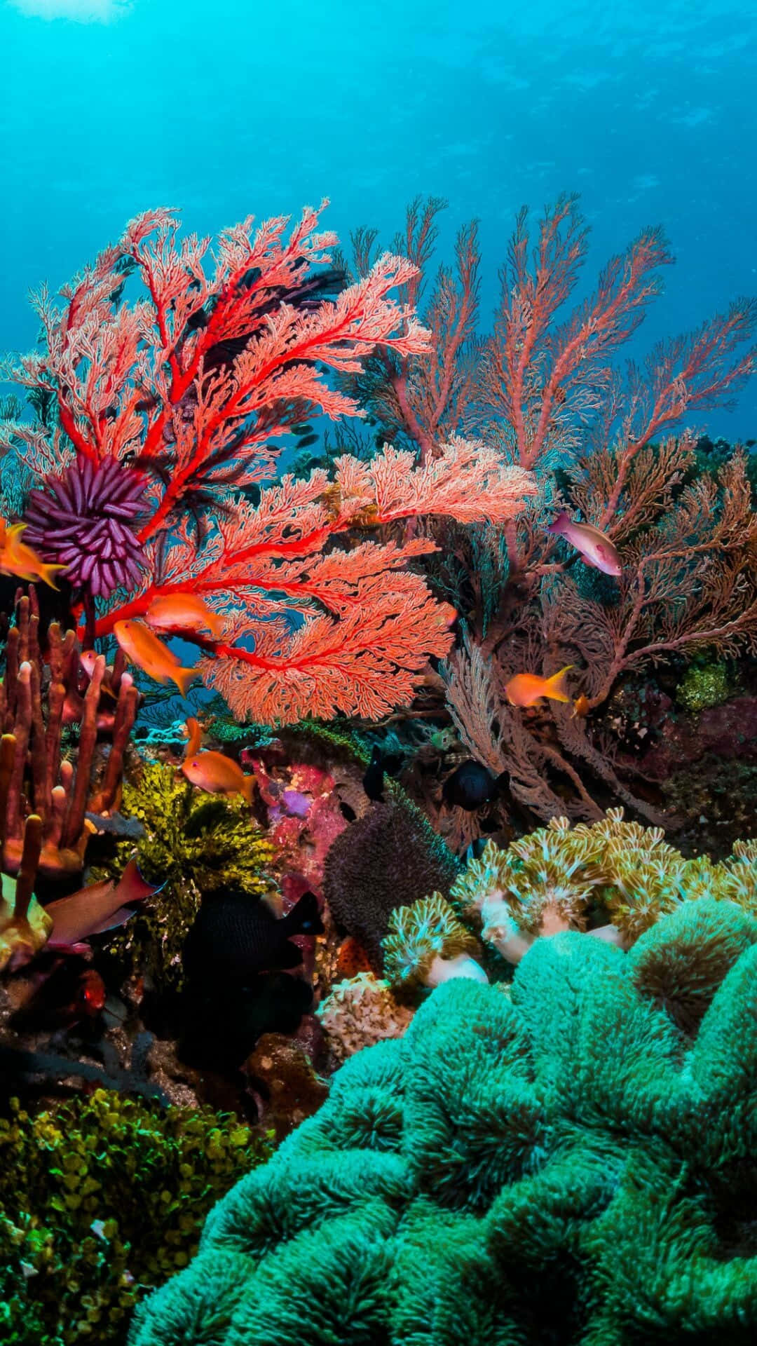 Vibrant_ Coral_ Scene_ Great_ Barrier_ Reef.jpg