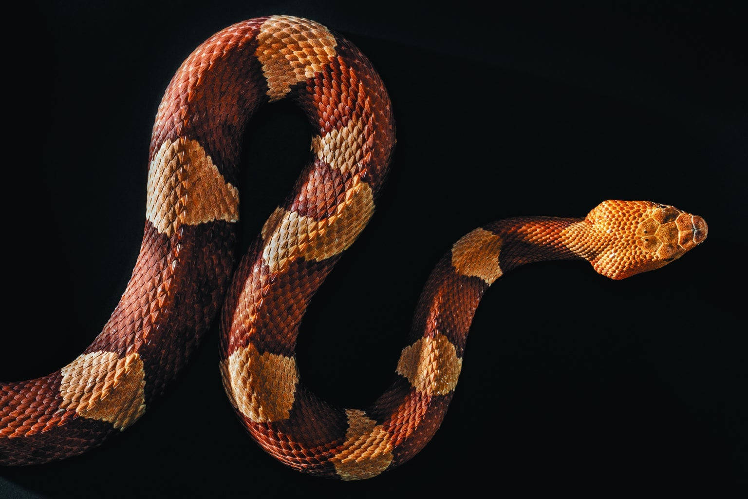 Vibrant Coral Snake In Its Natural Habitat Background