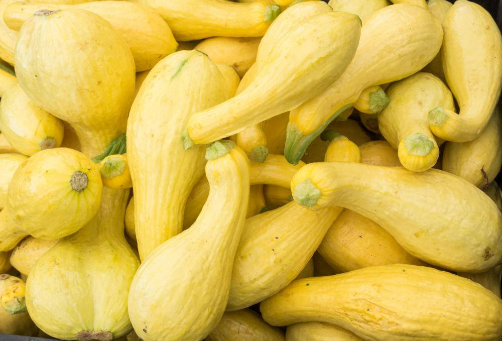 Vibrant Crookneck Yellow Squash