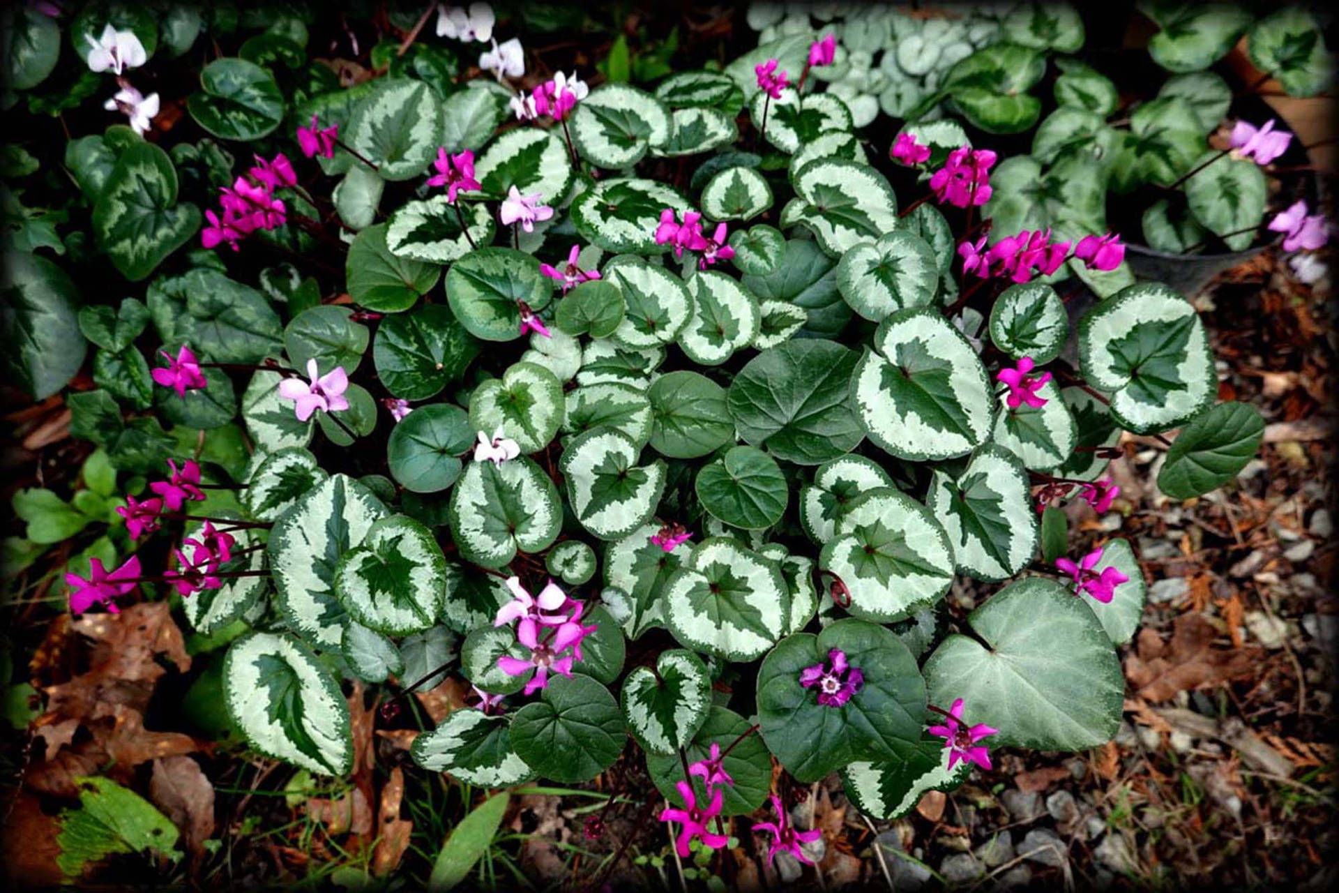 Vibrant Cyclamen Coum In Full Bloom Background