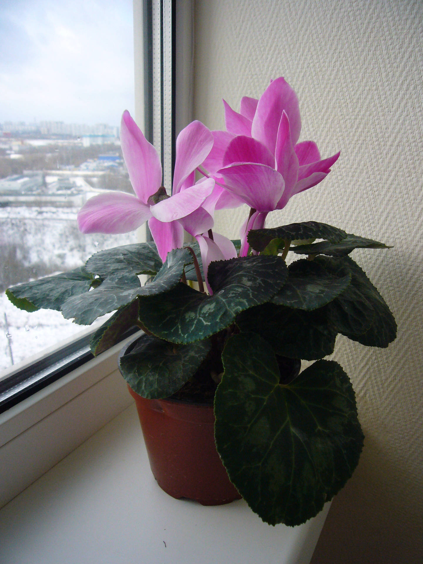 Vibrant Cyclamen House Plant In Bloom Background