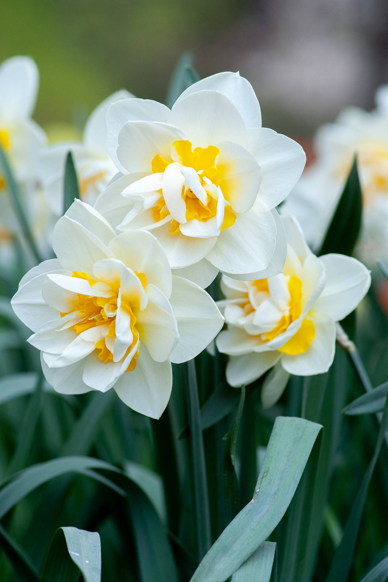 Vibrant Daffodil Blooming In Spring Background
