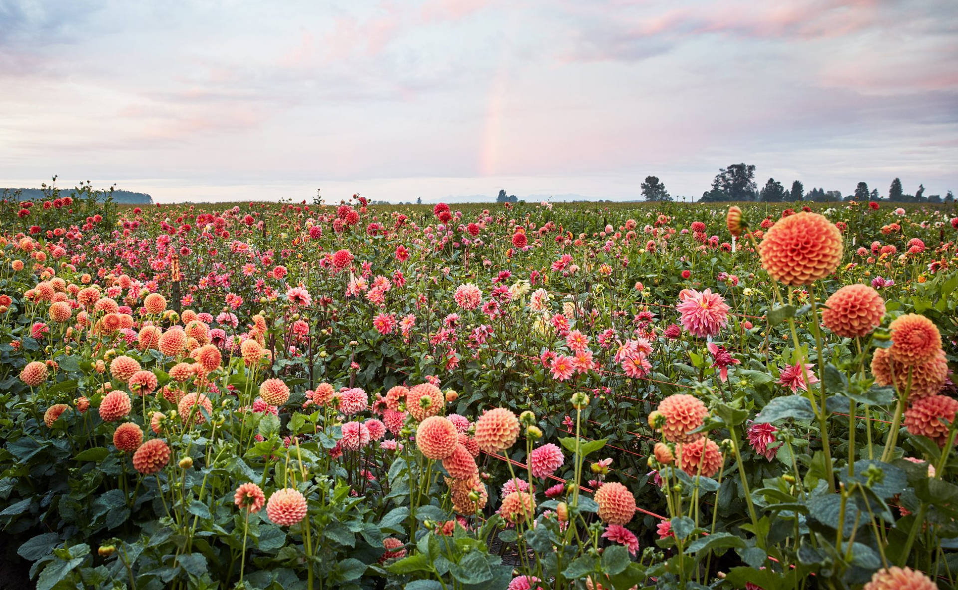 Vibrant Dahlia Flower Field Background