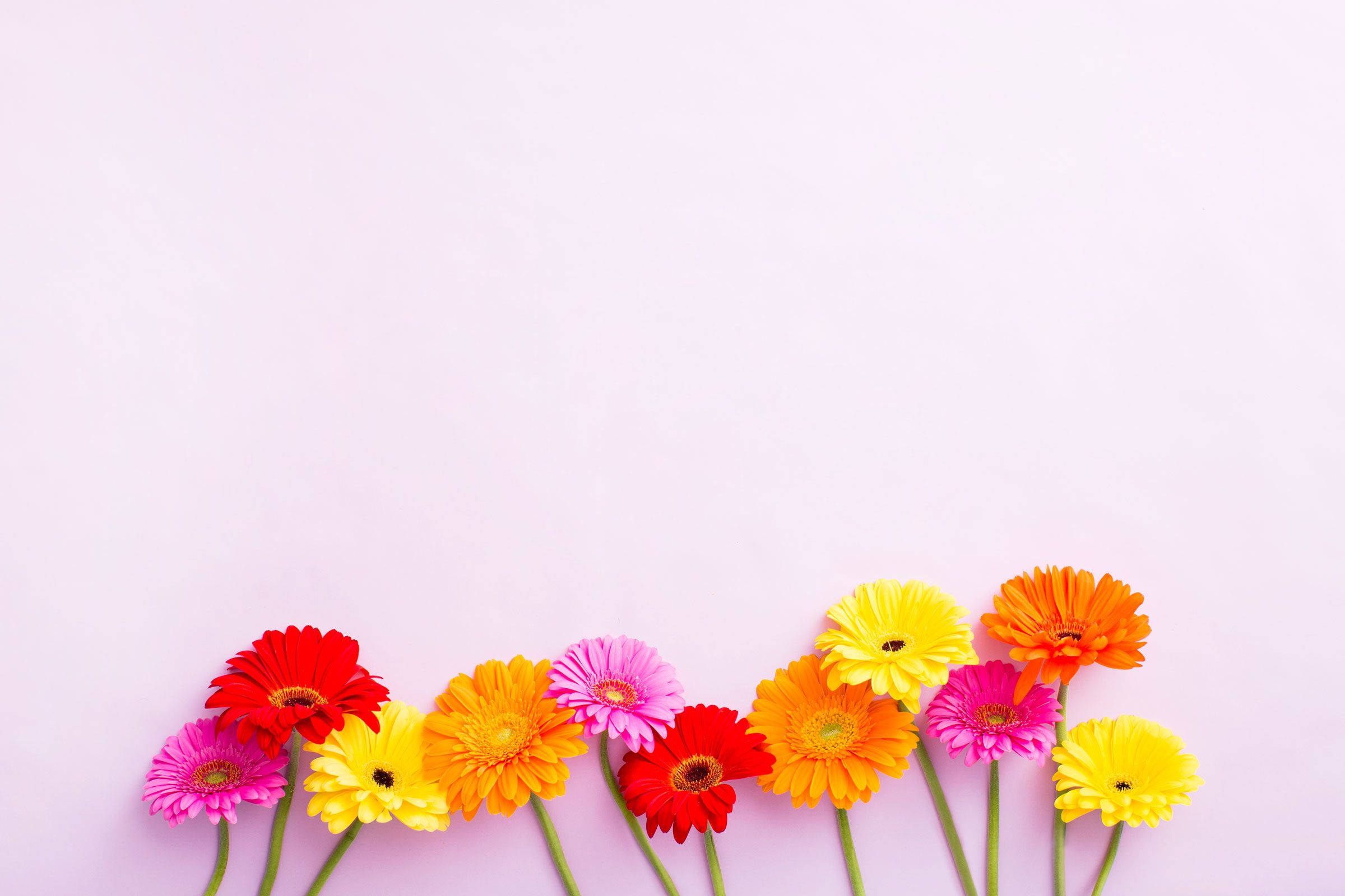 Vibrant Daisies On Floral Desktop Background