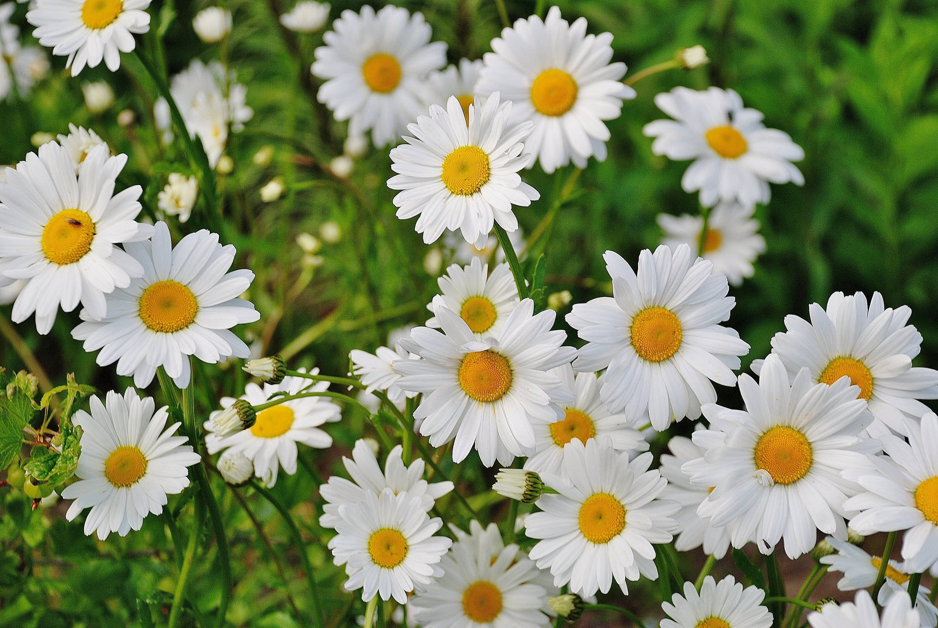 Vibrant Daisy White Flowers Background