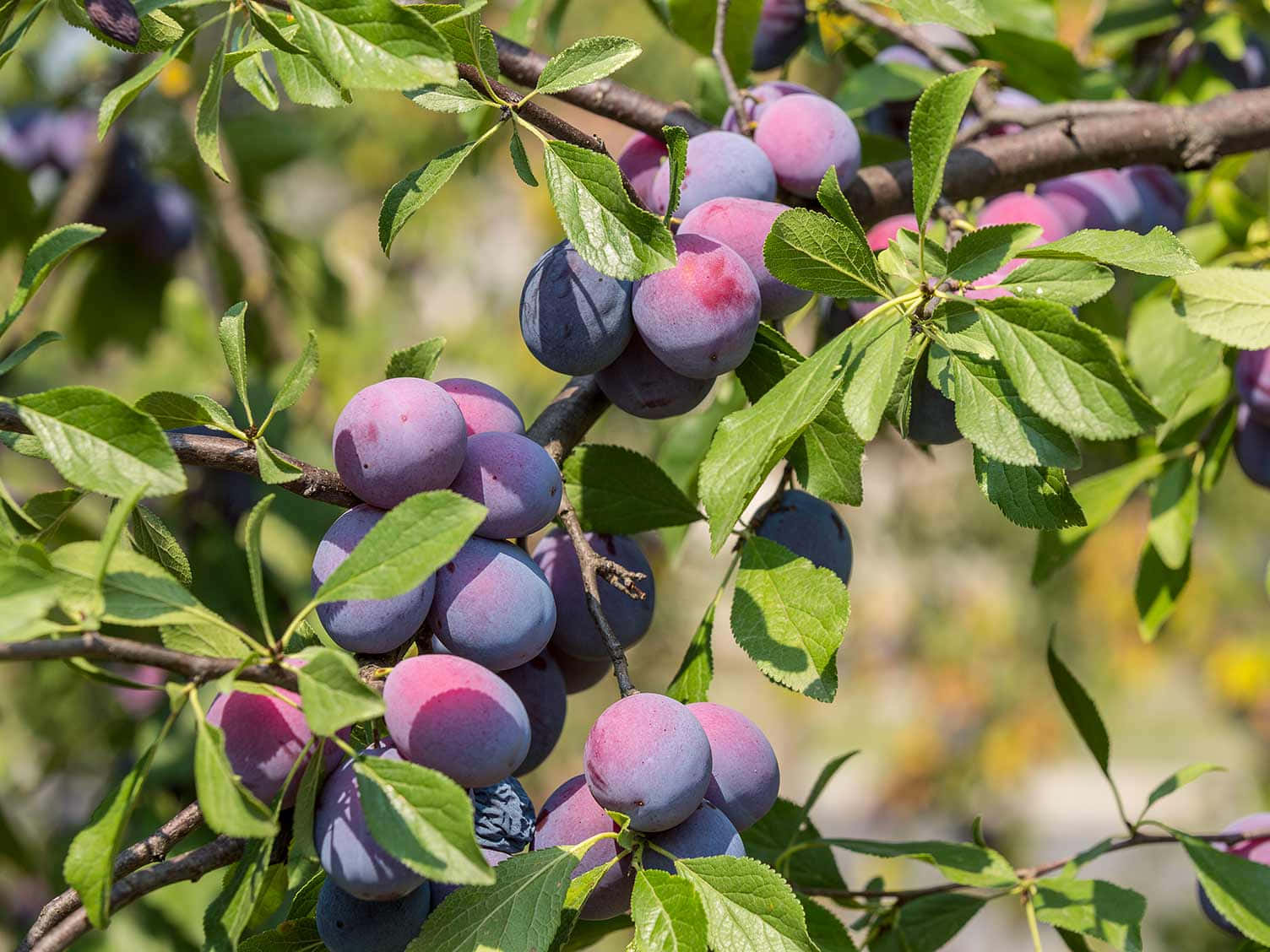 Vibrant Damson Plums Hanging On A Branch Background