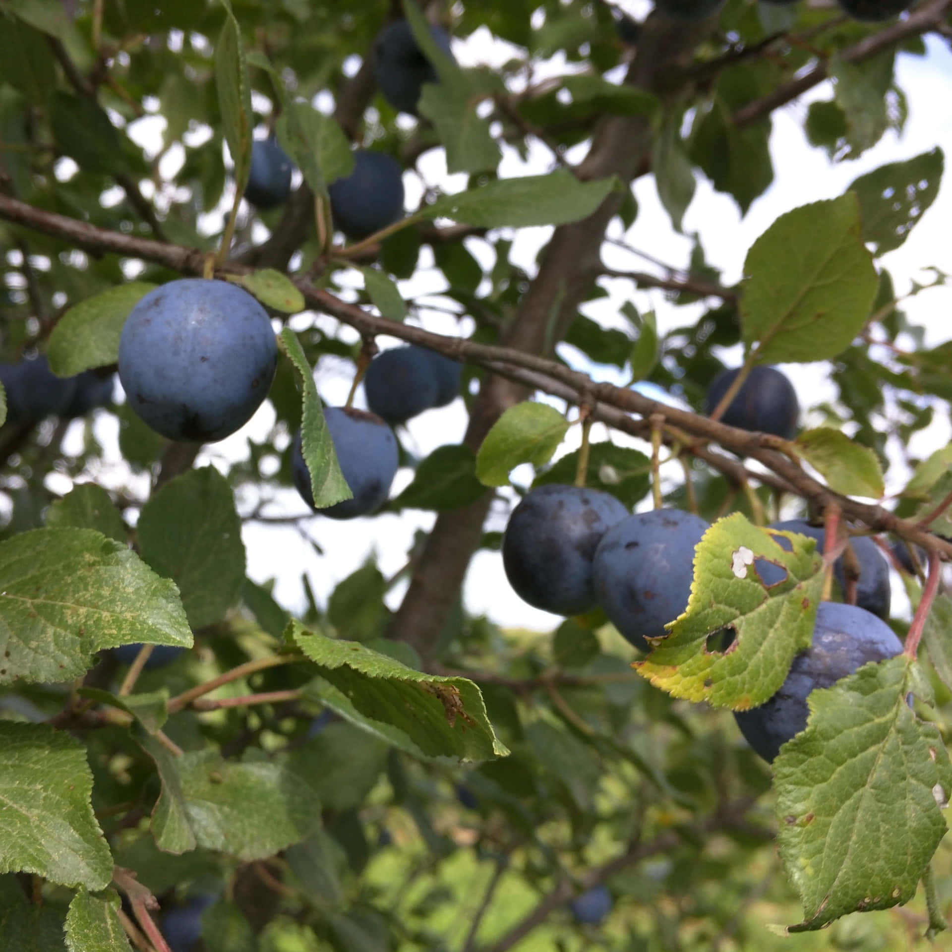 Vibrant Damson Plums Nestled By Lush Greenery