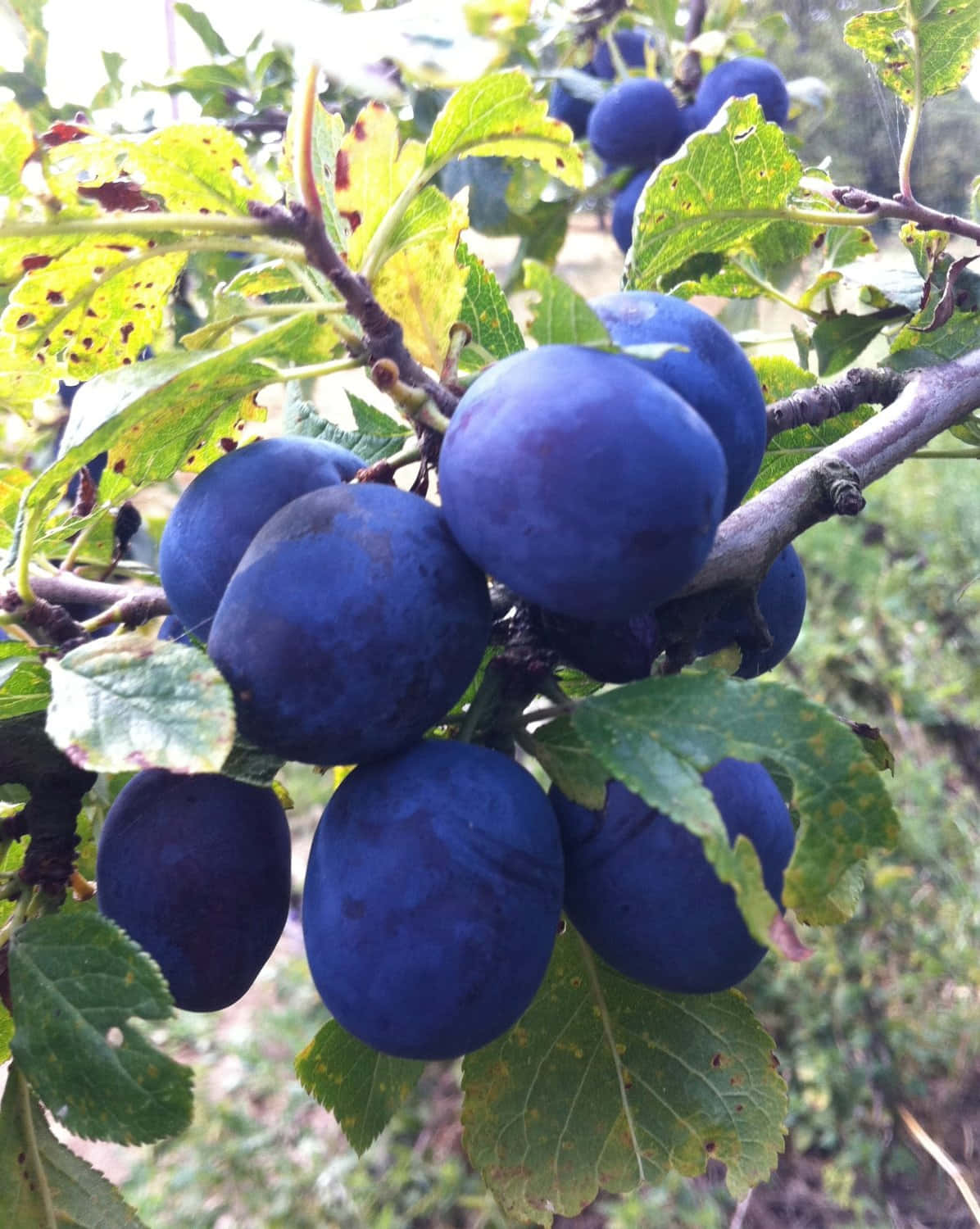 Vibrant Dark Blue Damson Plums