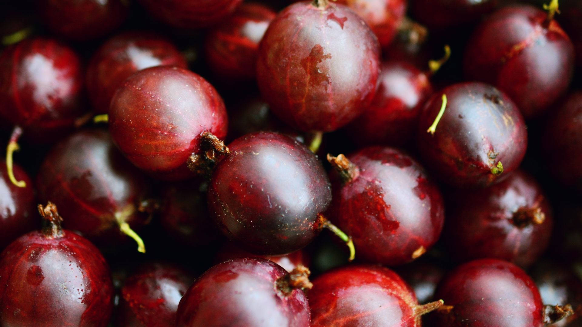 Vibrant Dark Red Ripe Cranberries