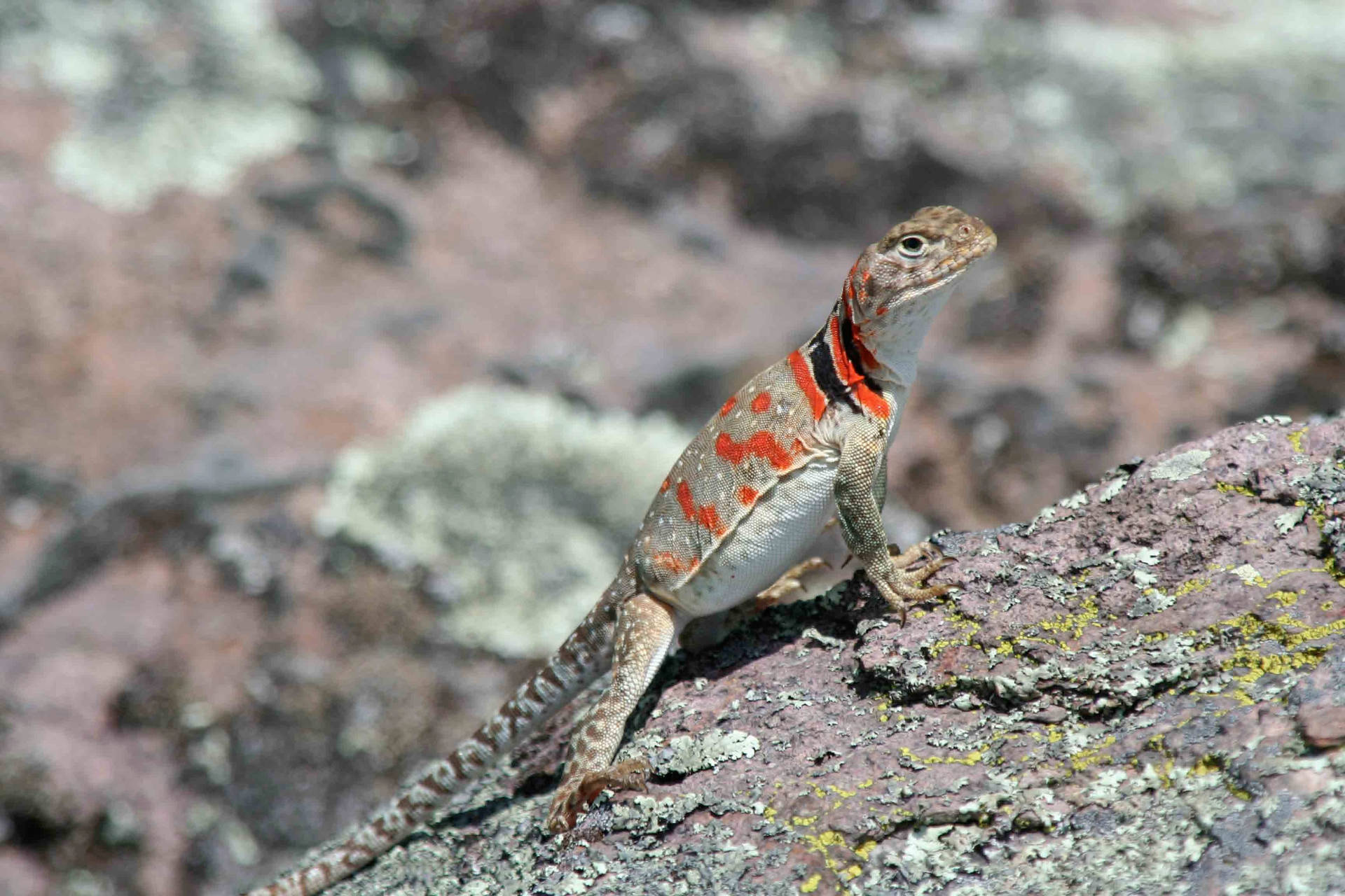 Vibrant Eastern Collared Lizard Basking In Sunlight Background