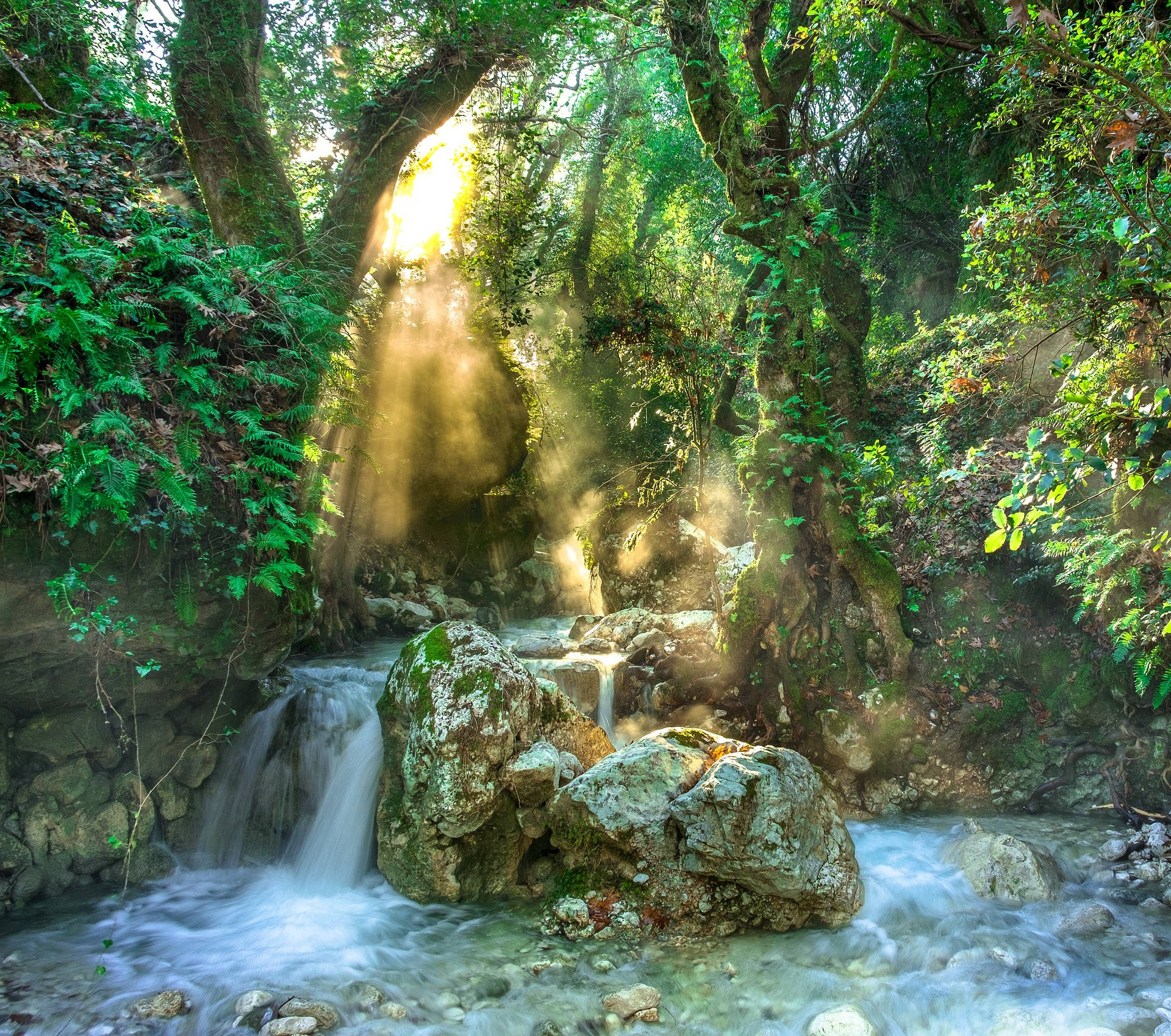 Vibrant Enlightened Forest Background